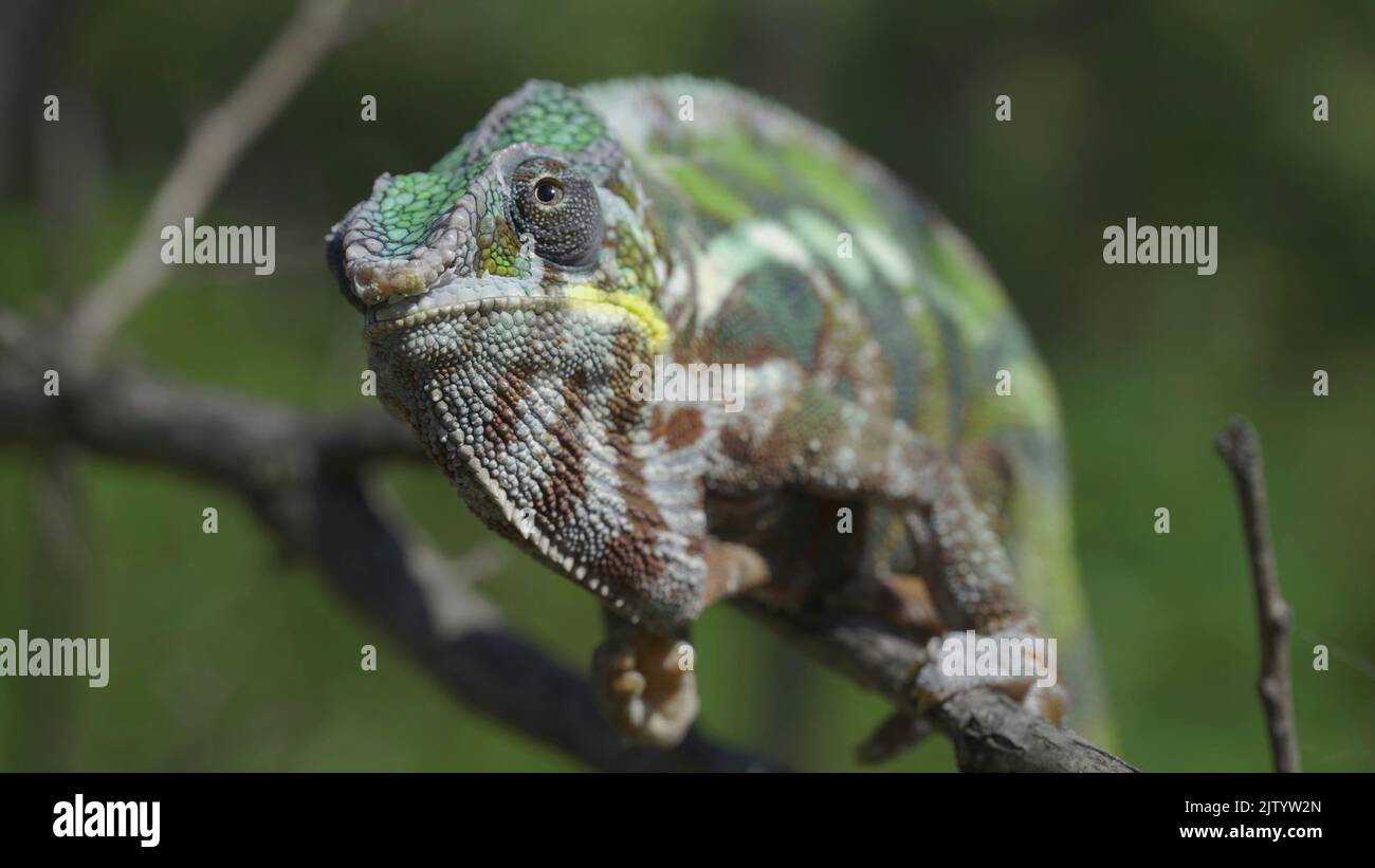 Сhameleon sitzt auf einem Ast, leckt seine Lippen und schaut sich um. Panther-Chamäleon (Furcifer pardalis). Vorderseite, Nahaufnahme Stockfoto