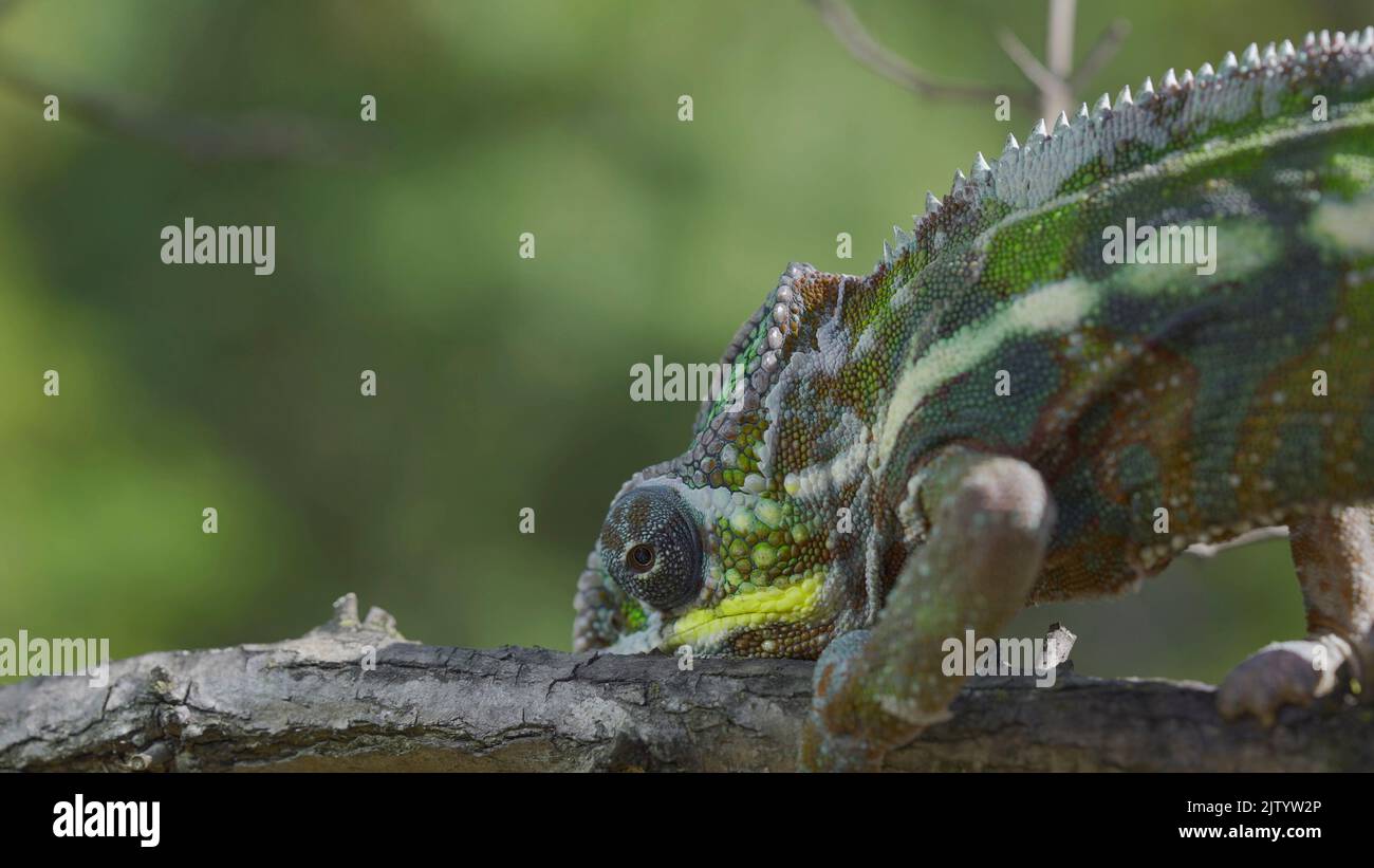 Nahaufnahme von Chameleon sitzt auf einem Ast und schaut sich um. Panther-Chamäleon (Furcifer pardalis) Stockfoto