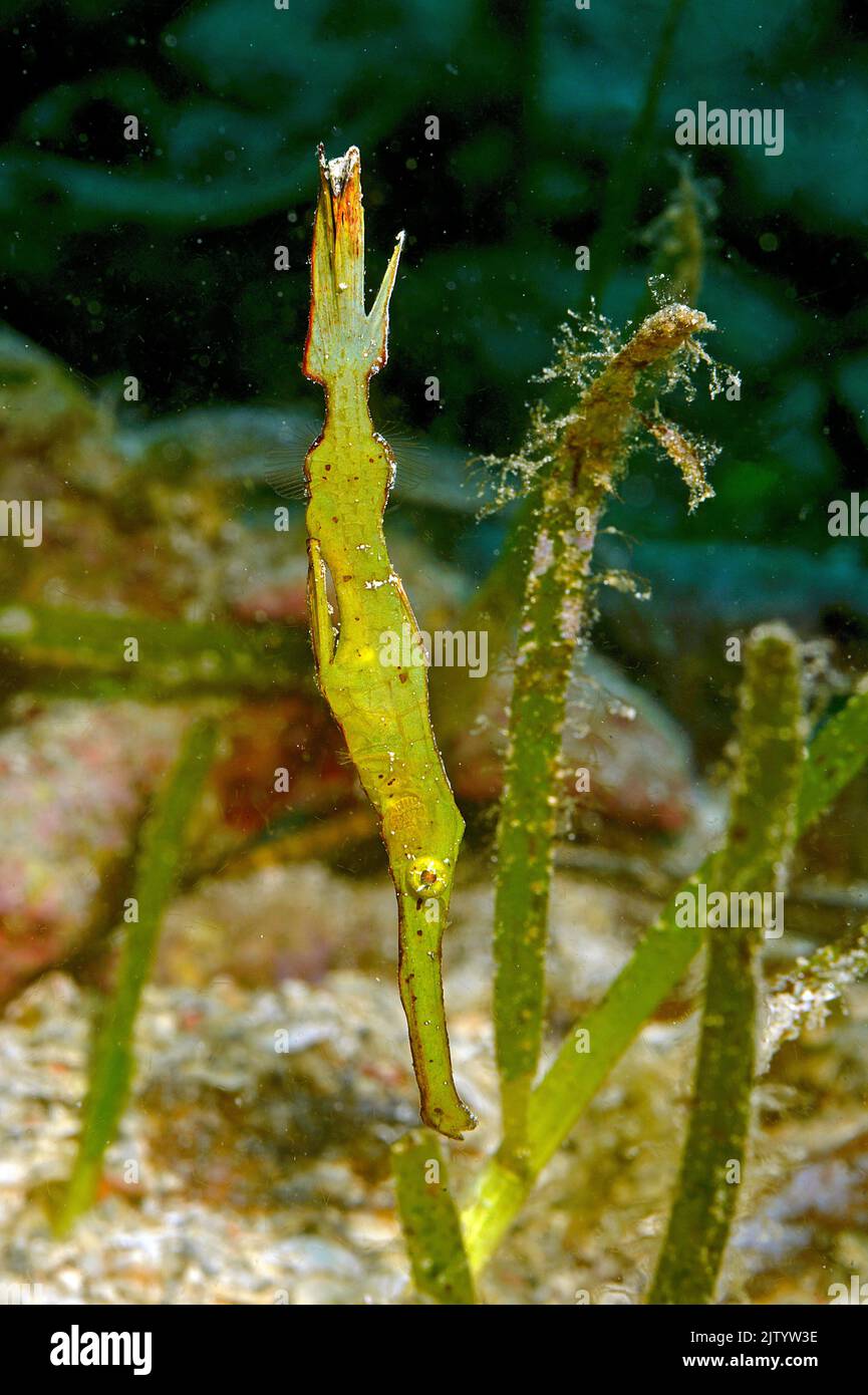 Robuster Geisterpfeifenfisch (Solenostomus cyanopterus), Puerto Galera, Mindoro, Philippinen, Indo-Pazifischer Ozean, Asien Stockfoto