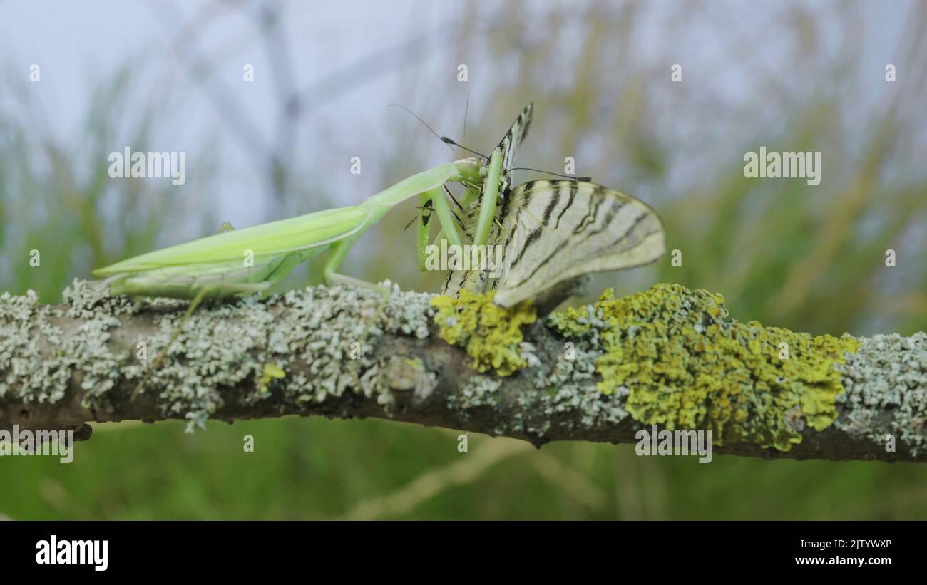 Grüne Gottesanbeterin sitzt auf einem Ast und frisst großen Schmetterling gefangen. Europäische Mantis (Mantis religiosa) und seltener Schwalbenschwanzschmetterling (Iphicli Stockfoto