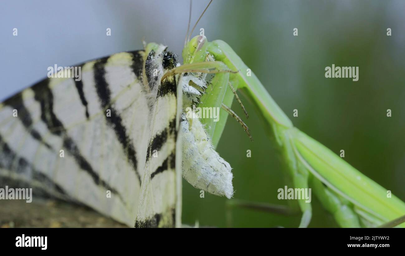 Grüne Gottesanbeterin sitzt auf einem Ast und frisst großen Schmetterling gefangen. Europäische Mantis (Mantis religiosa) und seltener Schwalbenschwanzschmetterling (Iphicli Stockfoto