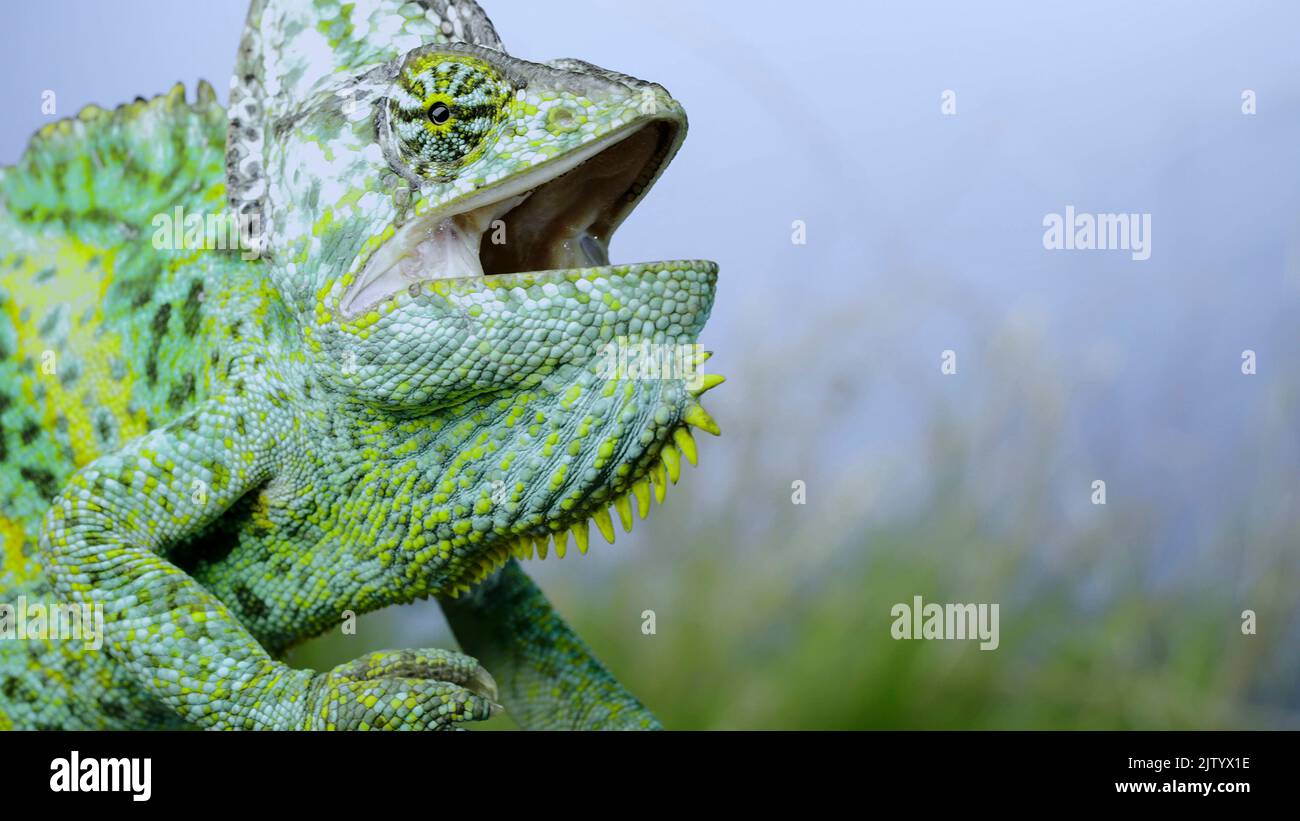 Das aggressive Verhalten eines erwachsenen Chamäleons sitzt auf einem Ast und schaut sich um, auf grünem Gras und blauem Himmel Hintergrund. Kegelkopfchamäleon oder Jemen Stockfoto