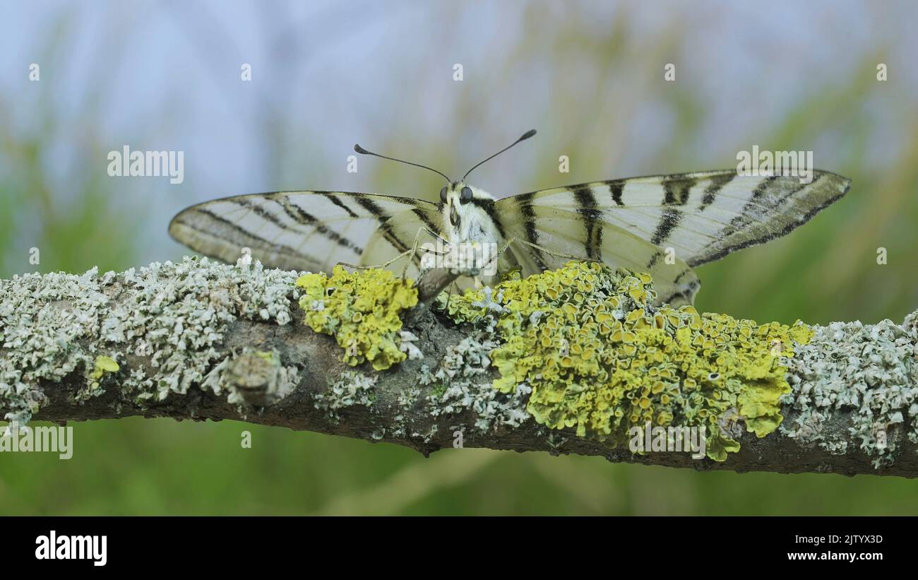 Frotaufnahme des seltenen Schwalbenschwanzschmetterlings (Iphiclides podalirius) sitzt auf einem Baumzweig auf blauem Himmel Hintergrund. Makroaufnahme Stockfoto