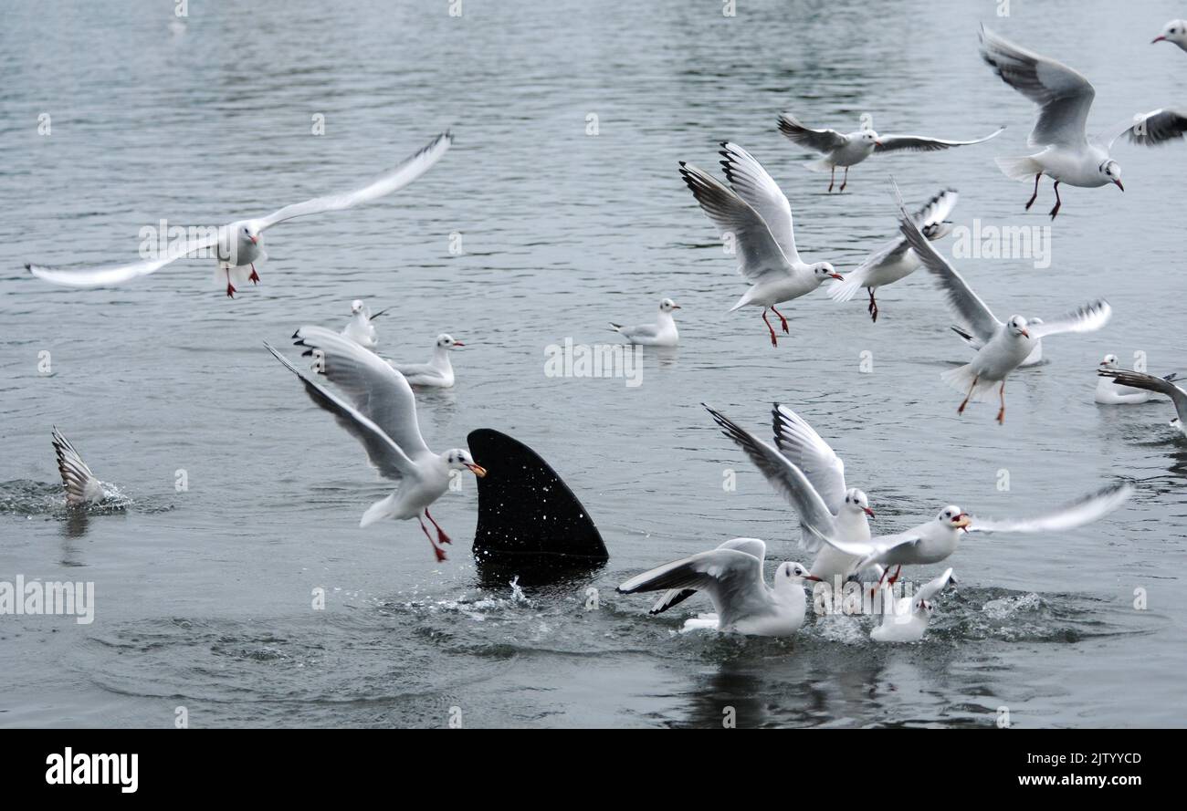 IN DER KAMERA GEFANGEN. MÖWEN MOB EIN HAI, DER IN SOUTHSEA, HAMPSHIRE ERSCHIEN. DIE FINSTERE TELL TALE FIN SCHEINT ZUM BESTÜRZUNG DER LOKALEN VOGELPOPULATION ÜBER DAS WASSER ZU SCHNEIDEN, ABER ALLES IST NICHT SO, WIE ES SCHEINT. EIN NEUES JAHR SCHRECKSTER HAT FÜR BESUCHER UND BEWOHNER GLEICHERMASSEN DURCH DIE SICHERUNG EINES METALL FIN IN DEN KANU LAKE BEI SOUTHSEA BESTÜRZER VERURSACHT. DIE PASSANTIN VON CHRISTINE GILES SAGTE: '' ICH MUSSTE ZWEIMAL HINSEHEN, ALS DIE MÖWEN RINGSUM HERUNTERFIELEN, ABER DANN ERKANNTE ICH, DASS ES EIN SEHR REALISTISCHER STREICH WAR''. BILDER VON MIKE WALKER, MIKE ALKER Stockfoto