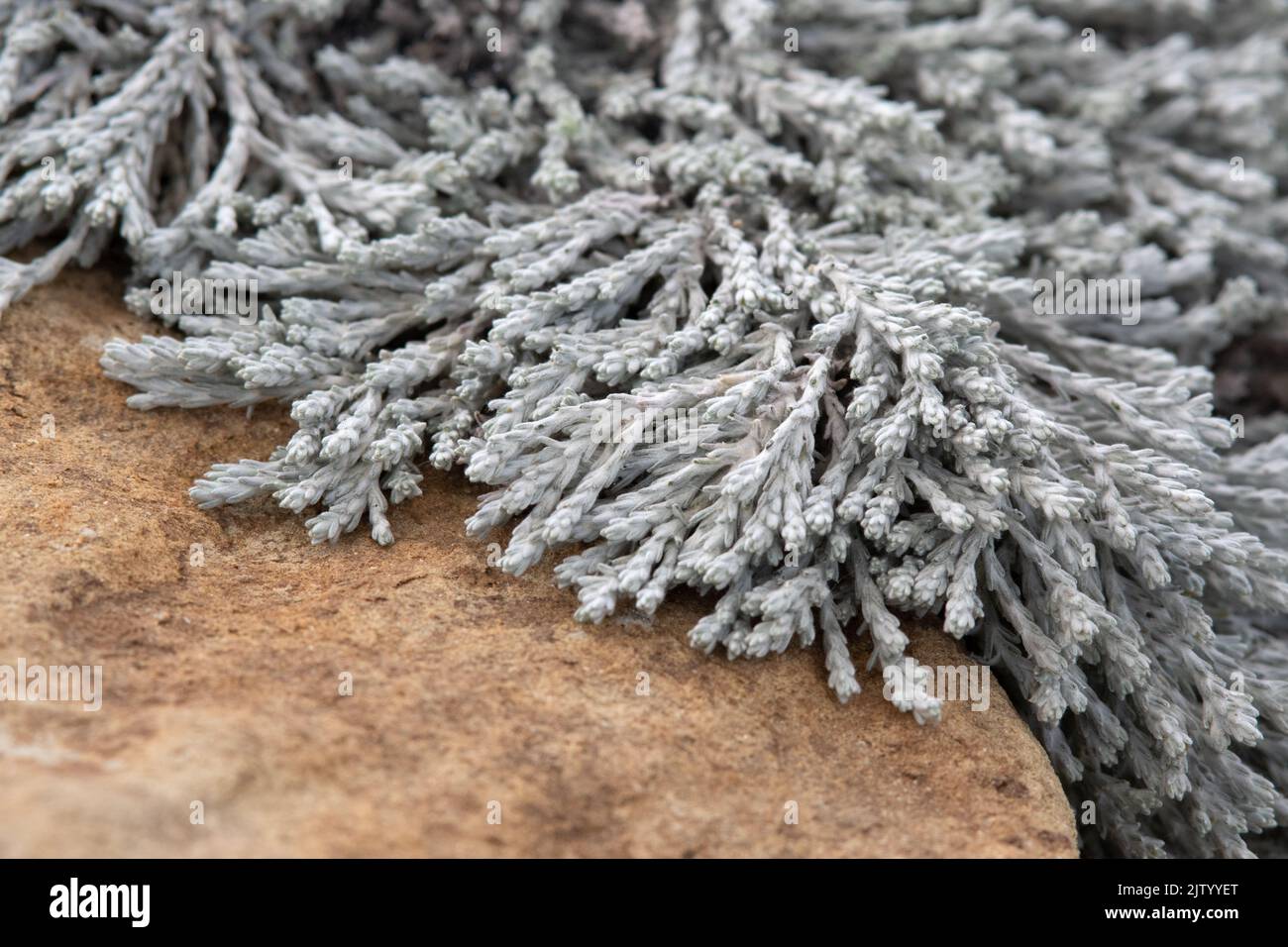 Helichrysum „County Park Silver“ Stockfoto