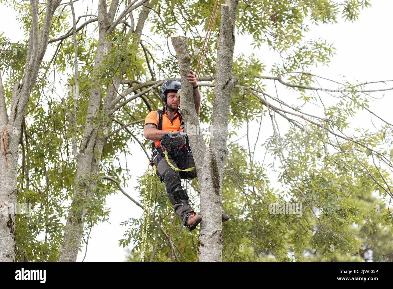 Baumchirurg schneidet Äste von Bäumen mit Kettensäge mit Sicherheitsausrüstung Stockfoto