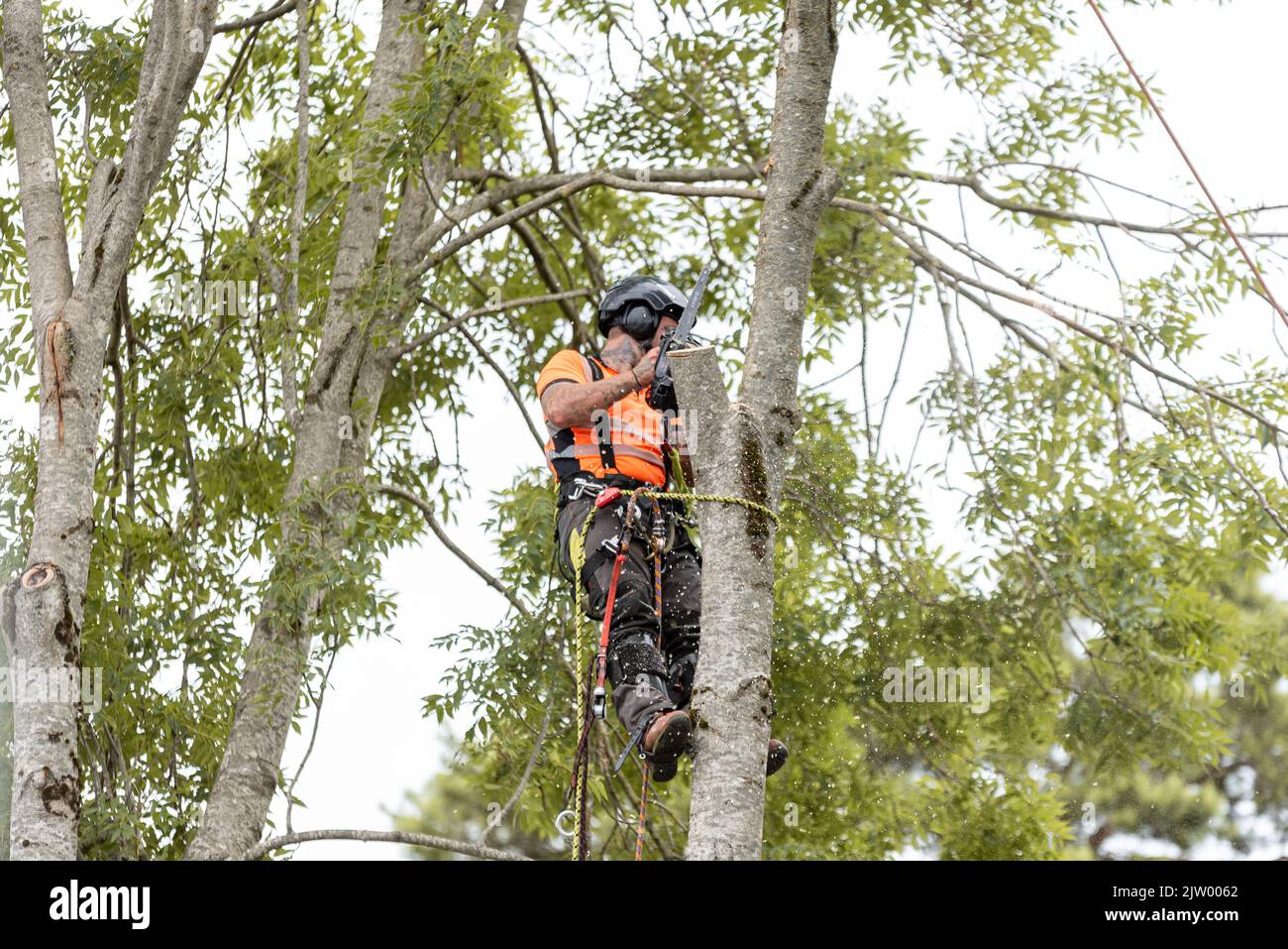 Baumchirurg schneidet Äste von Bäumen mit einer Kettensäge mit Sicherheitsausrüstung ab Stockfoto
