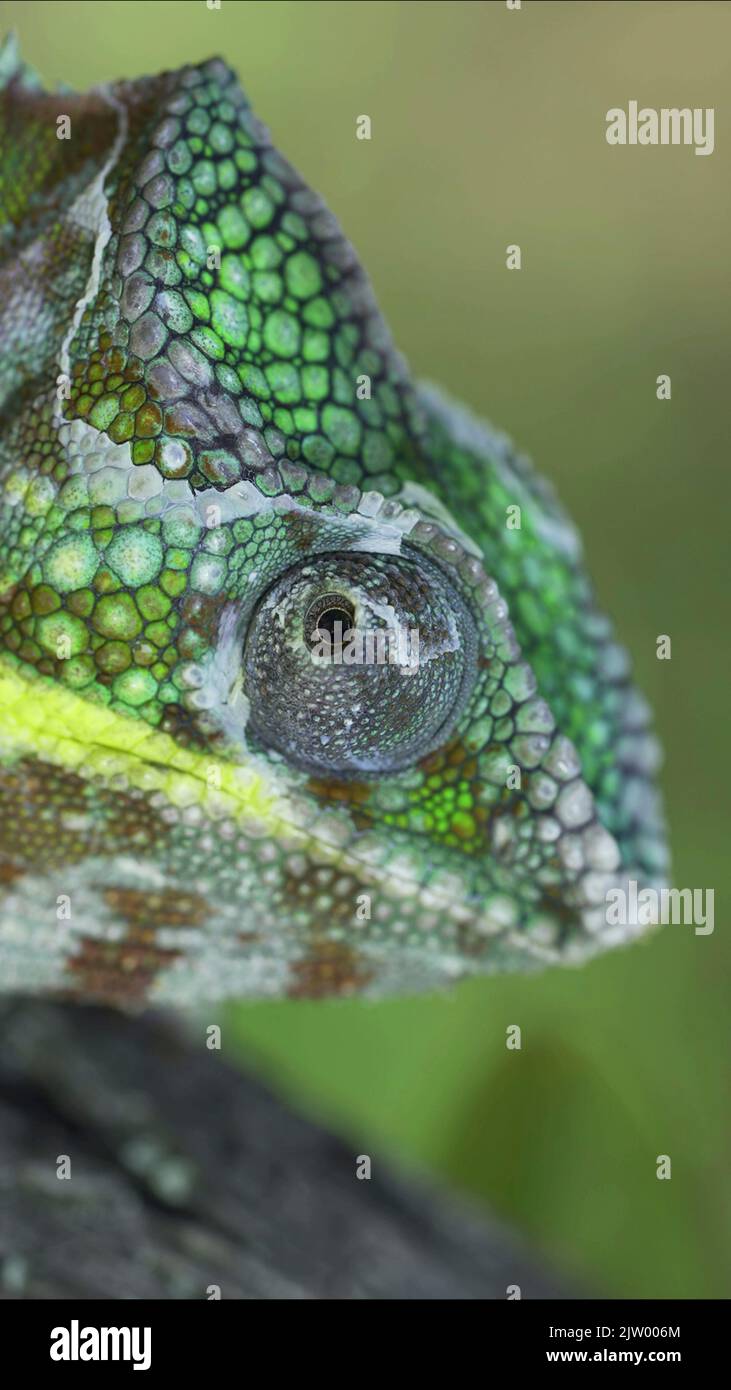 2. September 2022, Oblast Odessa, Ukraine, Osteuropa: Das lose-up-Porträt von Chameleon dreht sich während der Mauser um das Auge. Panther-Chamäleon (Bild: © Andrey Nekrasov/ZUMA Press Wire) Stockfoto