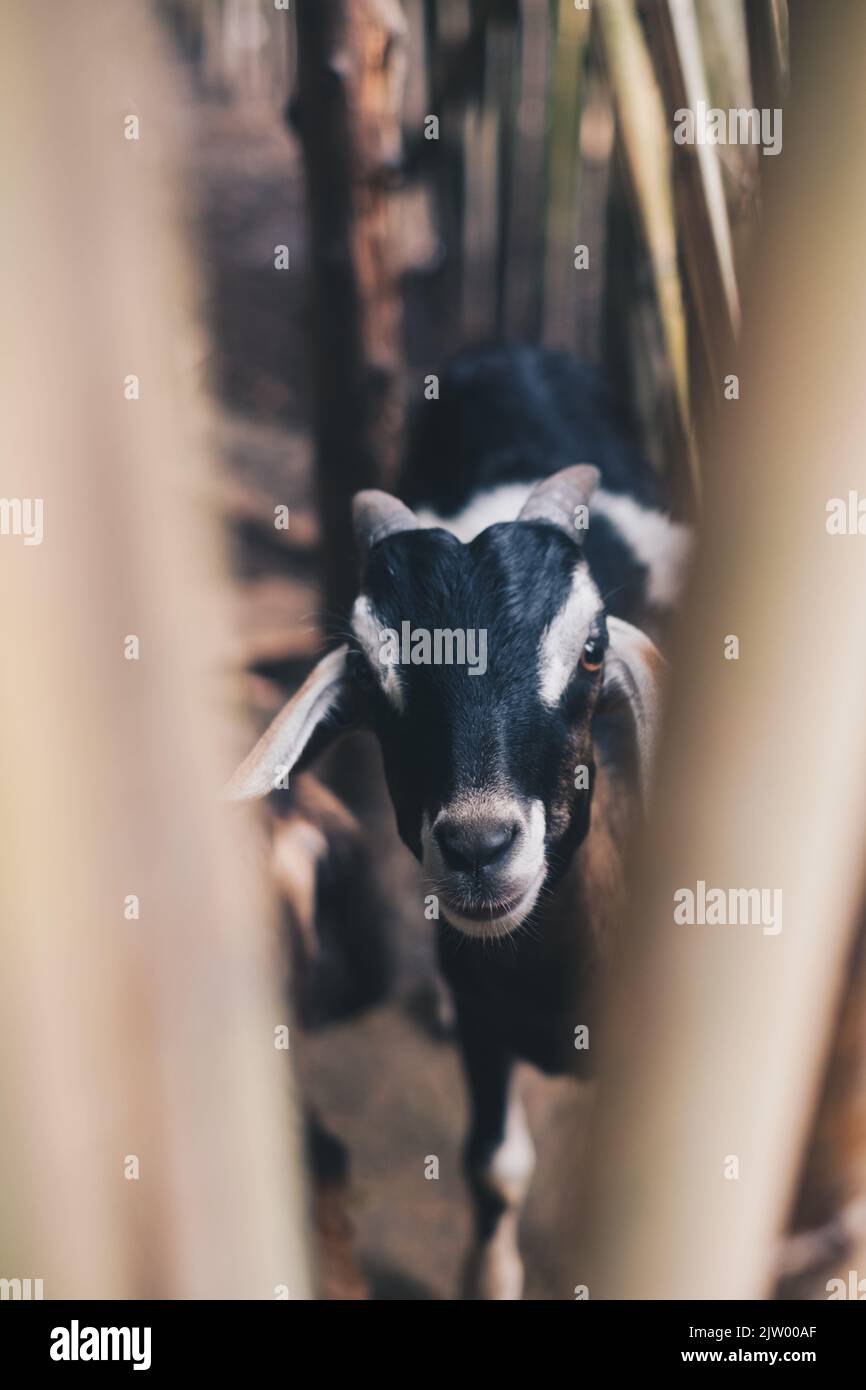 Nahaufnahme der Freirange-Ziege mit schwarzem, braunem und weißem Fell, das zur Kamera schaut. Selektiver Fokus. Hochformat. Stockfoto