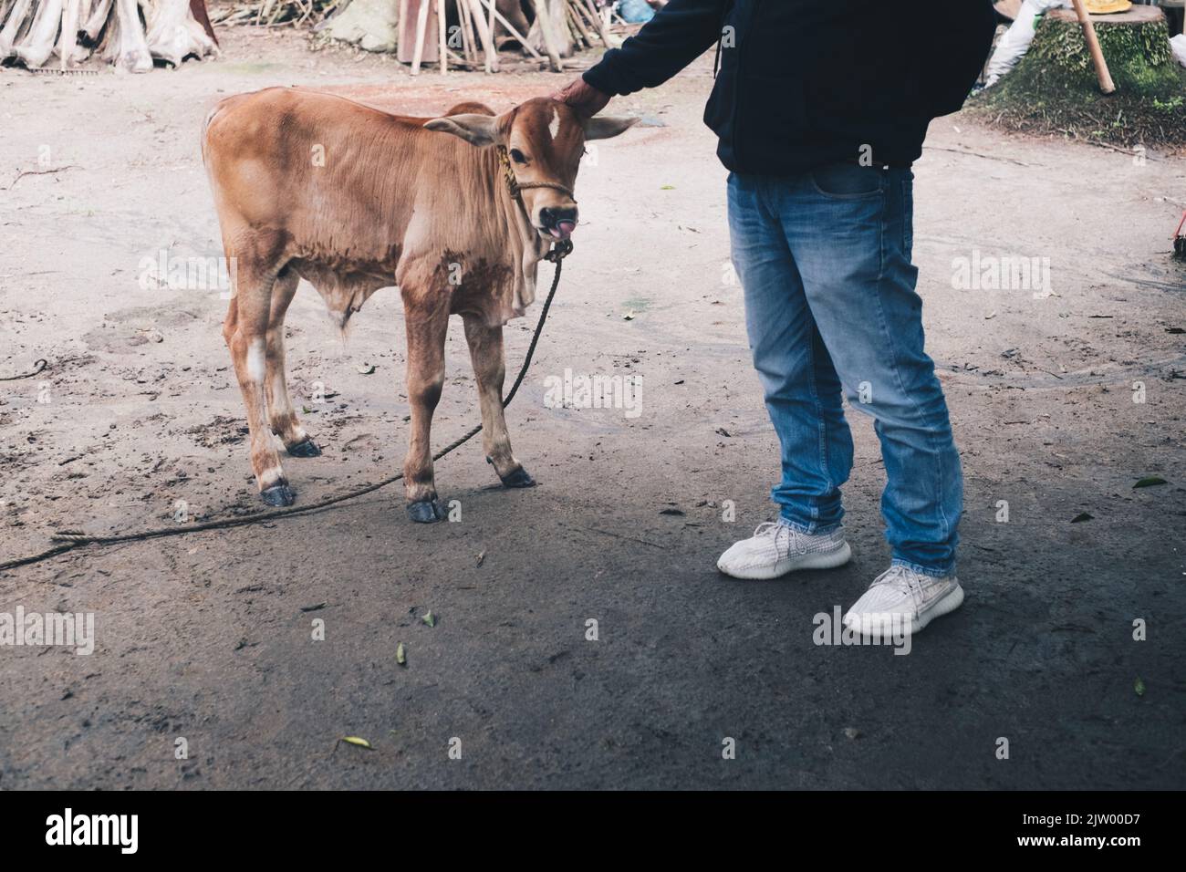 Nicht erkennbarer Mann, der den Kopf des braunen Kalbes berührt. Selektiver Fokus. Stockfoto