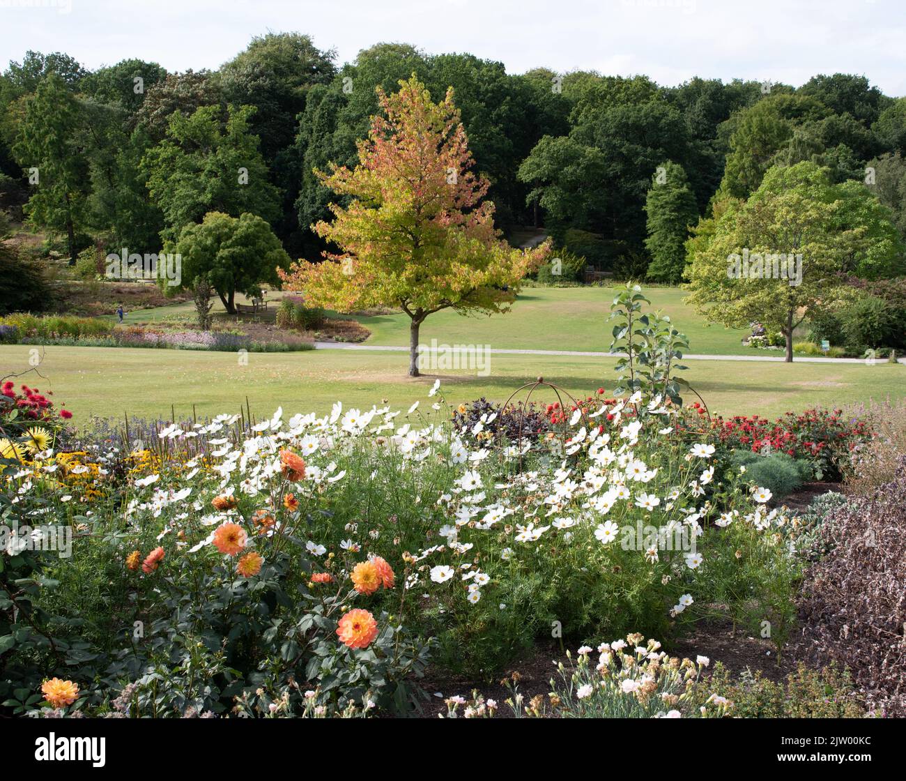 RHS Harlow Carr Blumenbeet und Holz Stockfoto
