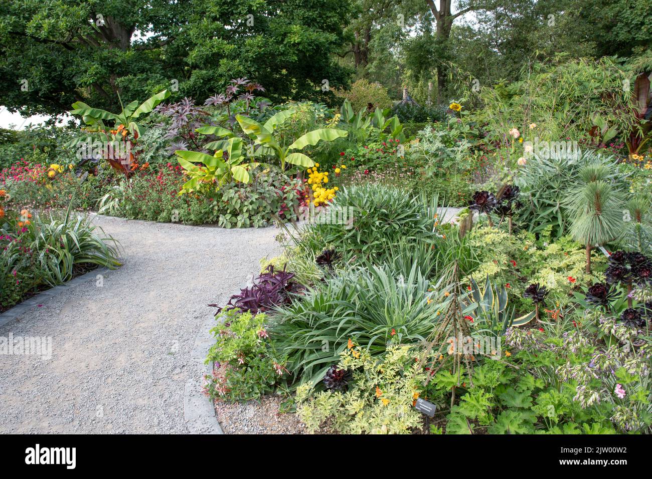 Tropischer Garten im RHS Harlow Carr Stockfoto