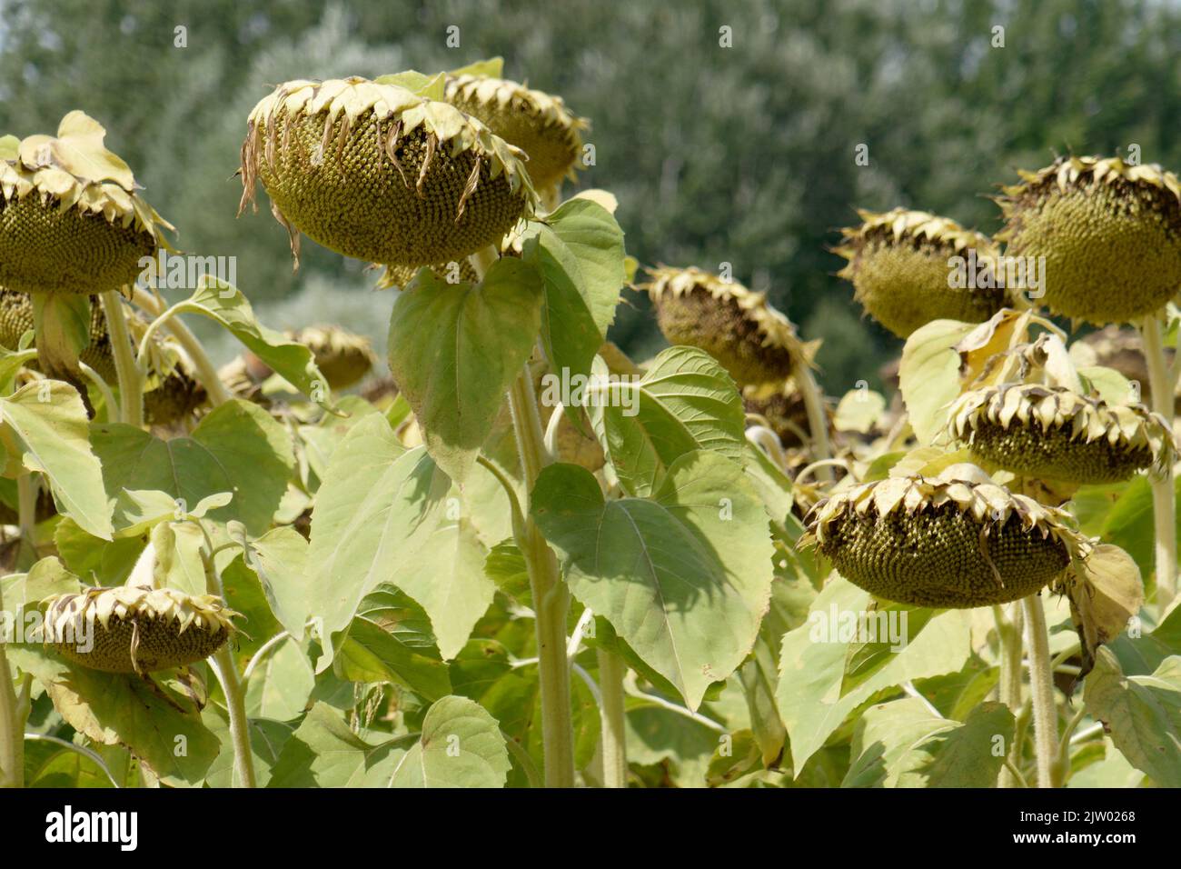 Getrocknete reife Sonnenblumen auf einem Sonnenblumenfeld in Erwartung der Ernte. Toskana, Italien Stockfoto