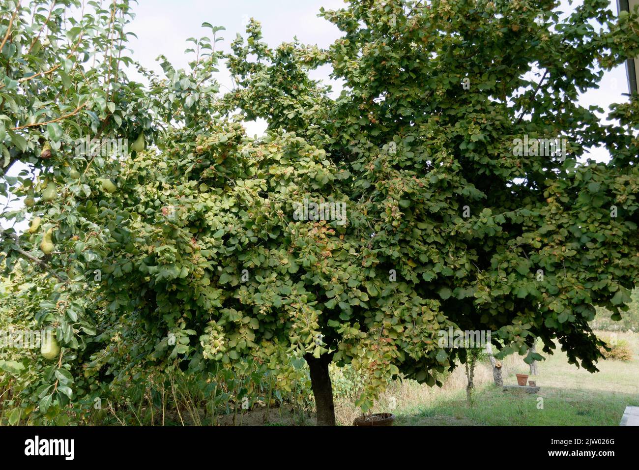 Haselnussbaum mit grünen Blättern im Sommer. Toskana, Italien Stockfoto