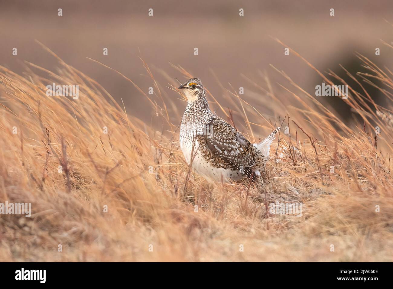 Nahaufnahme eines scharfschwanzigen Birkhuhns in den Sandhügeln von Nebraska, USA Stockfoto