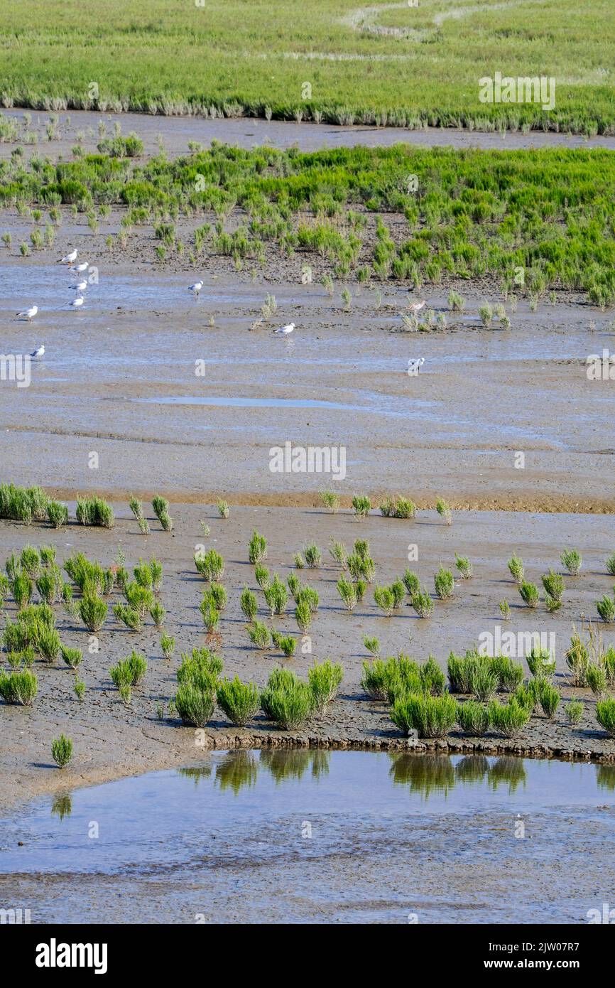 Gemeine Glaswürze / Sumpfsambir / Salzkraut (Salicornia europaea) Sukulente Kraut wächst im Spätsommer in intertidalen Salzwiesen / Salzwiesen Stockfoto