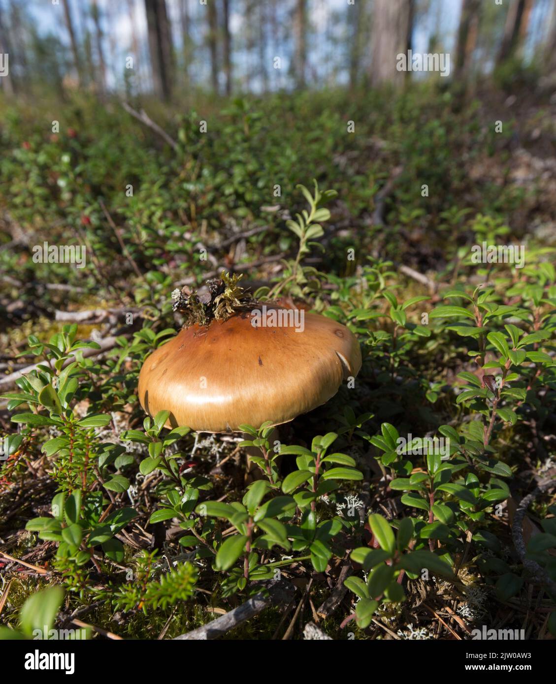 Ansicht von Agaricales-Pilzen in Finnland Stockfoto