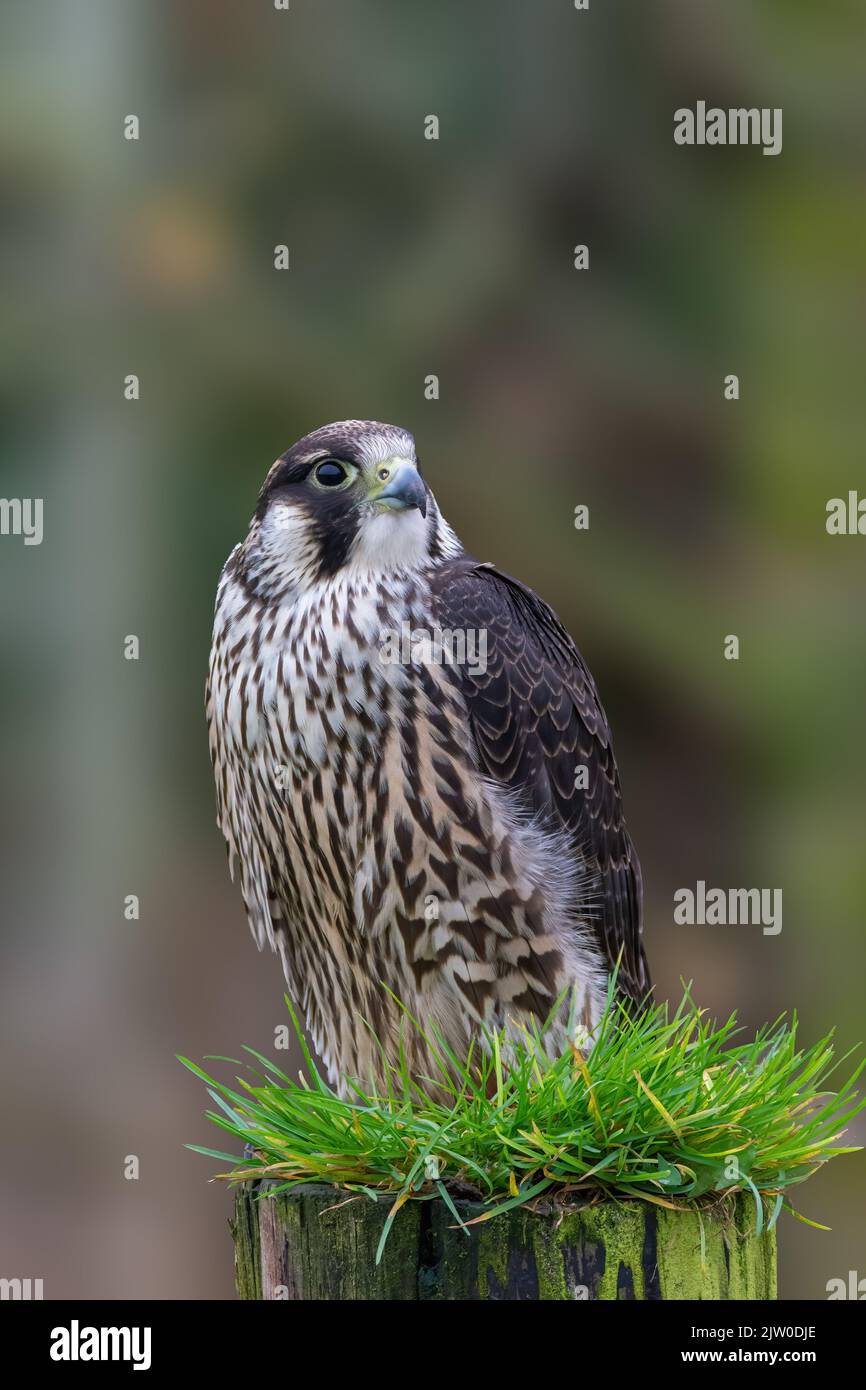 Gefangener Peregrin-Falke auf einem Zaunpfosten, vor einem verschwommenen Hintergrund. Falconiformes, Falconidae, Falco, Falco Peregrinus Stockfoto