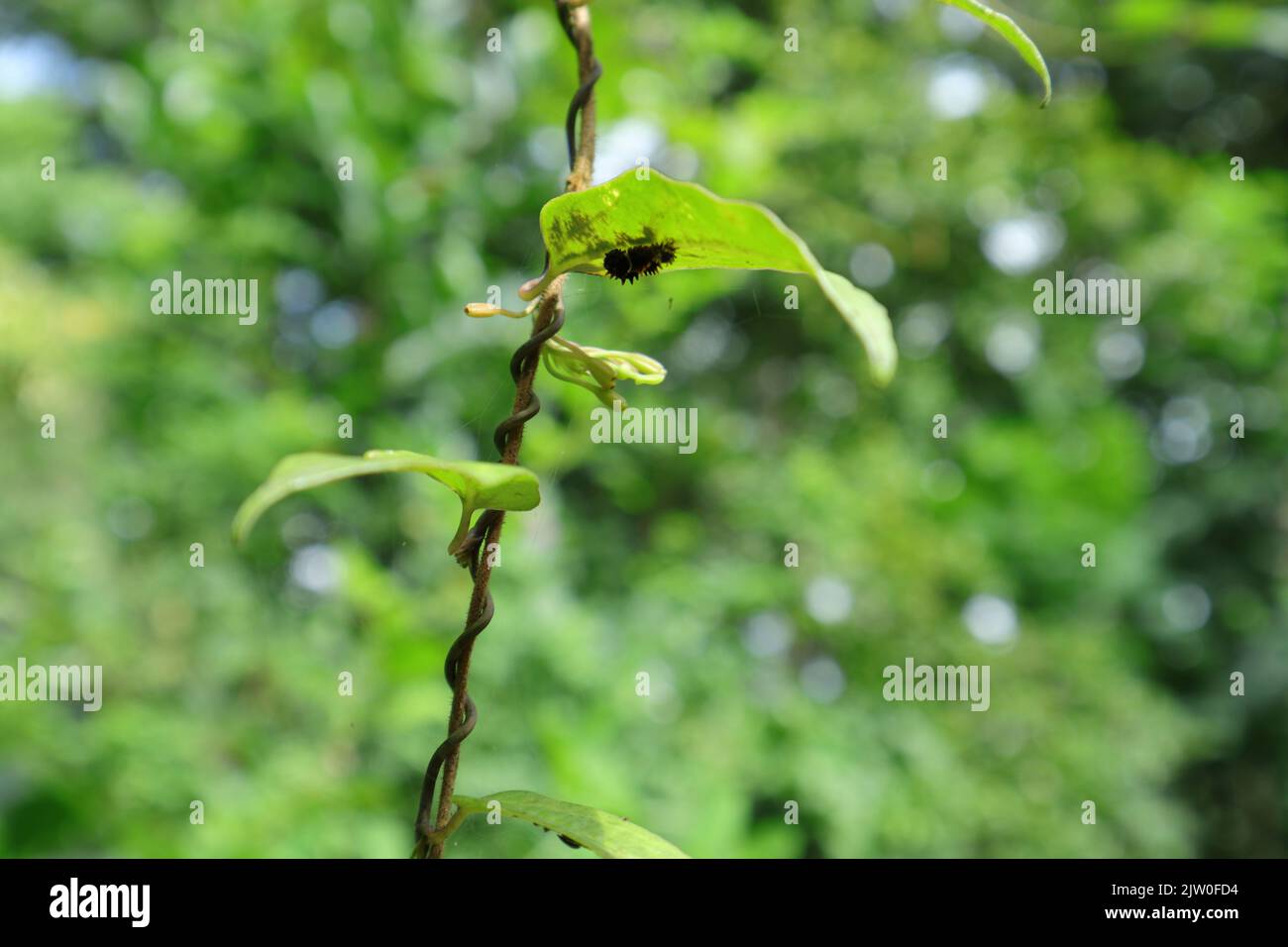 Blick auf eine Aristolochia Indica Rebe mit einem Blatt, das Raupe frisst, versteckt sich unter einem Raupenblatt und gehört zu den gewöhnlichen Rosenschmetterlingen Stockfoto