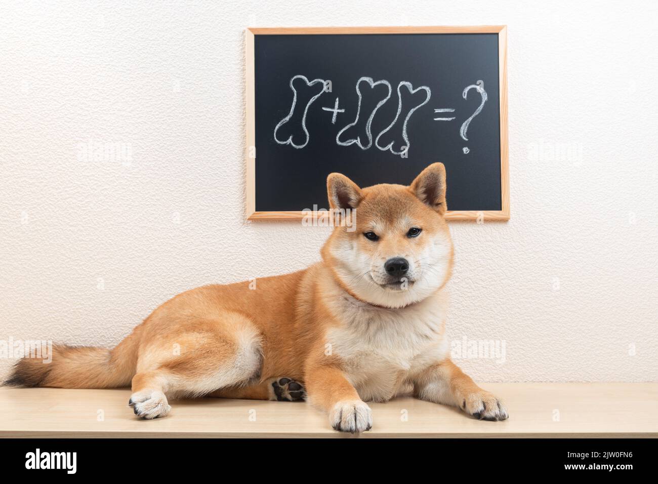 Der niedliche shiba Inu-Welpe wird im Klassenzimmer neben einer kleinen Tafel lyingt. Stockfoto