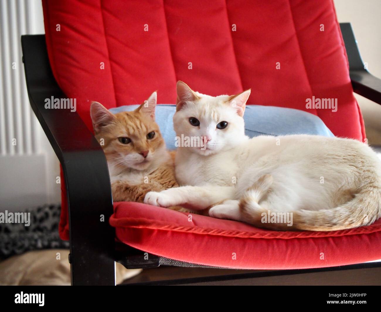 Mika die orange gestromte Katze mit Mitzie, der Flamepoint Siam Katze Stockfoto