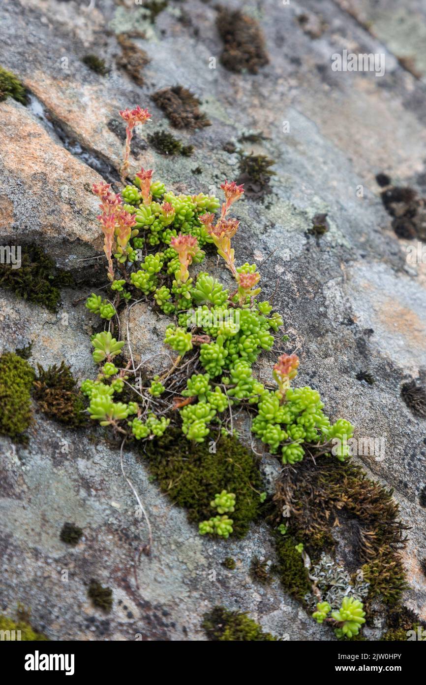 Wasserspeichernde bltter -Fotos und -Bildmaterial in hoher Auflsung   Alamy