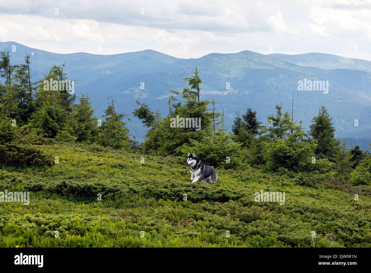 Grauer Wolf Hund Husky Rasse Springen zwischen Berghügeln und Wiese in den Bergen. Die Karpaten Stockfoto