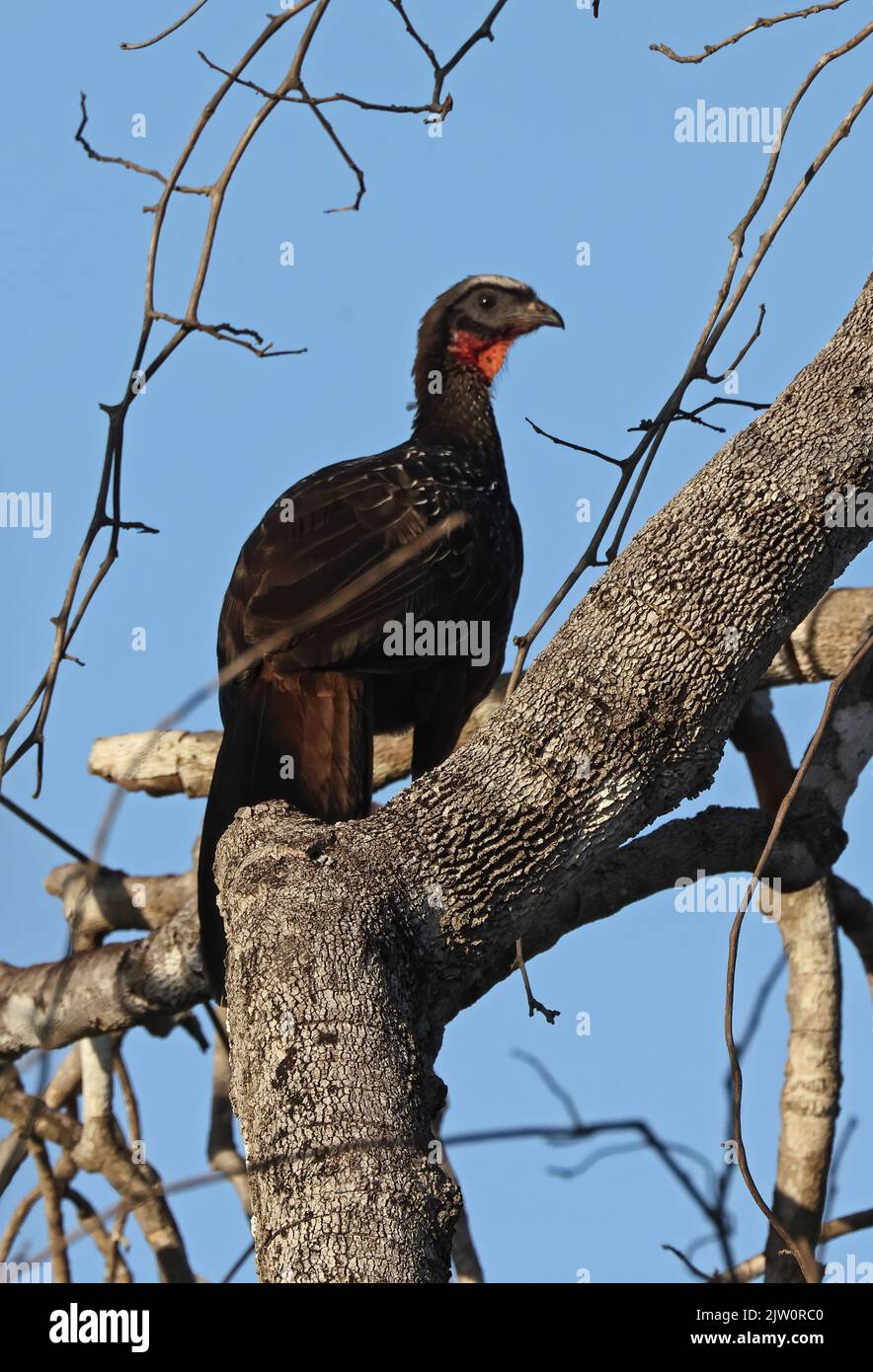 Kastanienbauchiger Guan (Penelope ochrogaster) Erwachsener, der im Baum Pantanal, Brasilien, thront. Juli Stockfoto