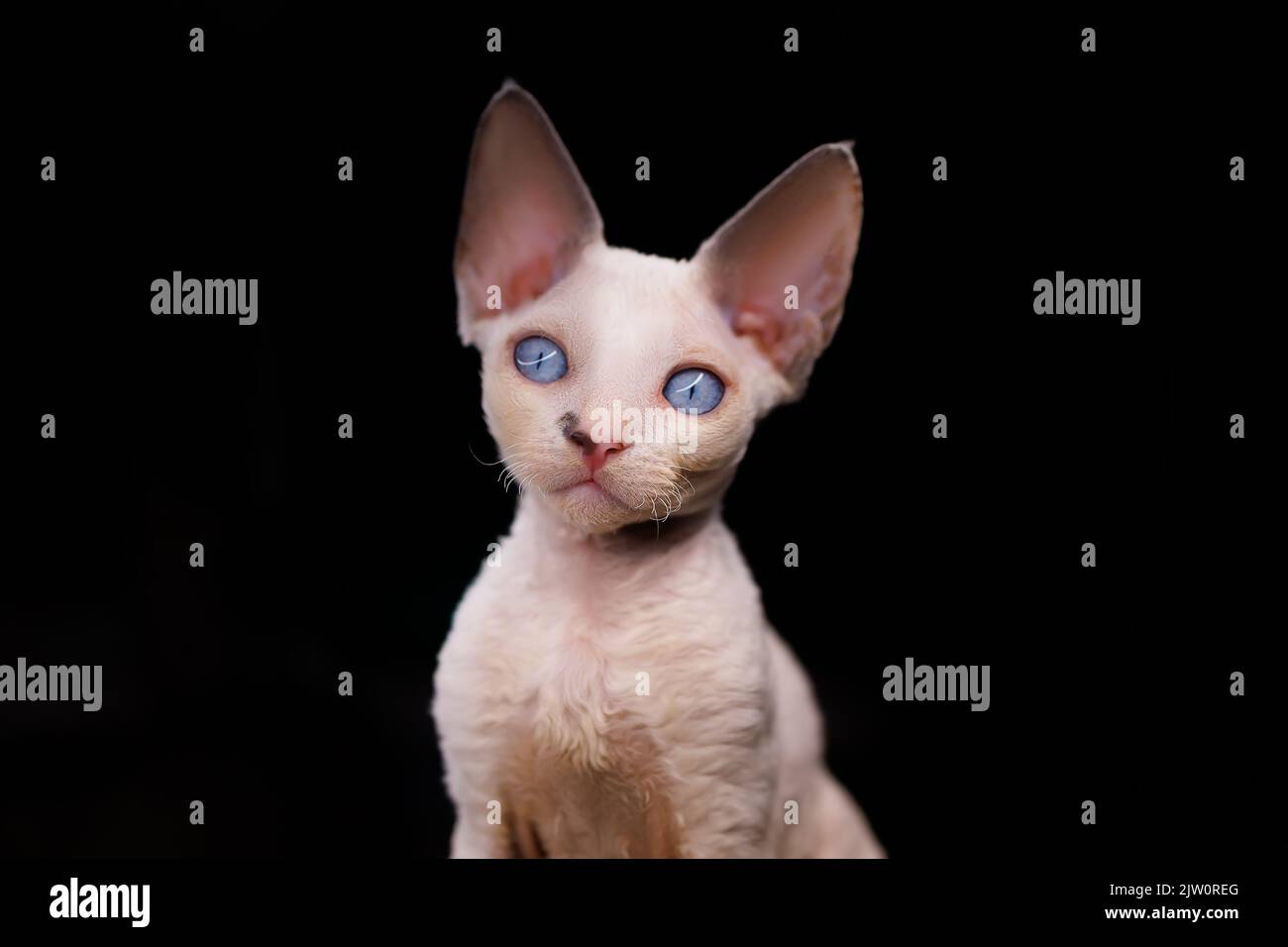 Porträt eines kleinen weißen Kätzchens der Rasse Devon Rex auf schwarzem Hintergrund mit großen blauen Augen Stockfoto