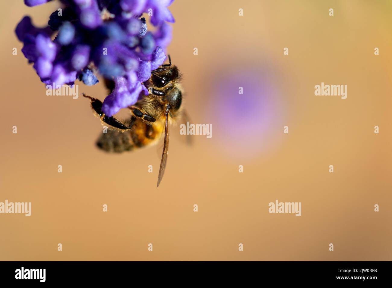 Biene, die auf einer Lavendel-/lavendelblüte sitzt und sich mit Pollen ernährt, mit einem weichen Bokeh hinter der Fliege, das gelb mit violett anderer Blüten zeigt Stockfoto