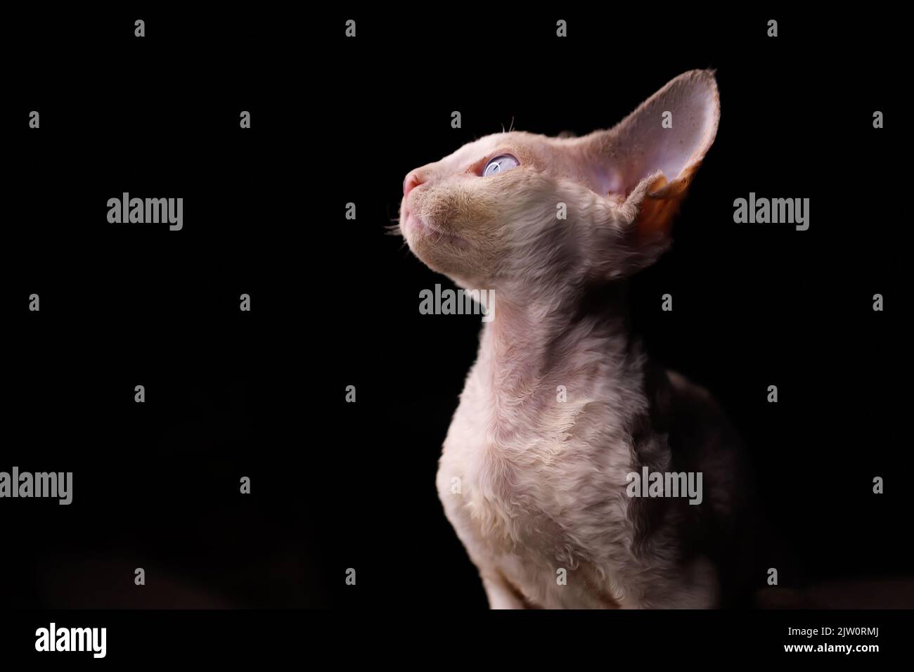 Das wunderschöne Devon Rex Kätzchen sitzt auf einem schwarzen Hintergrund zur Seite schauend Stockfoto
