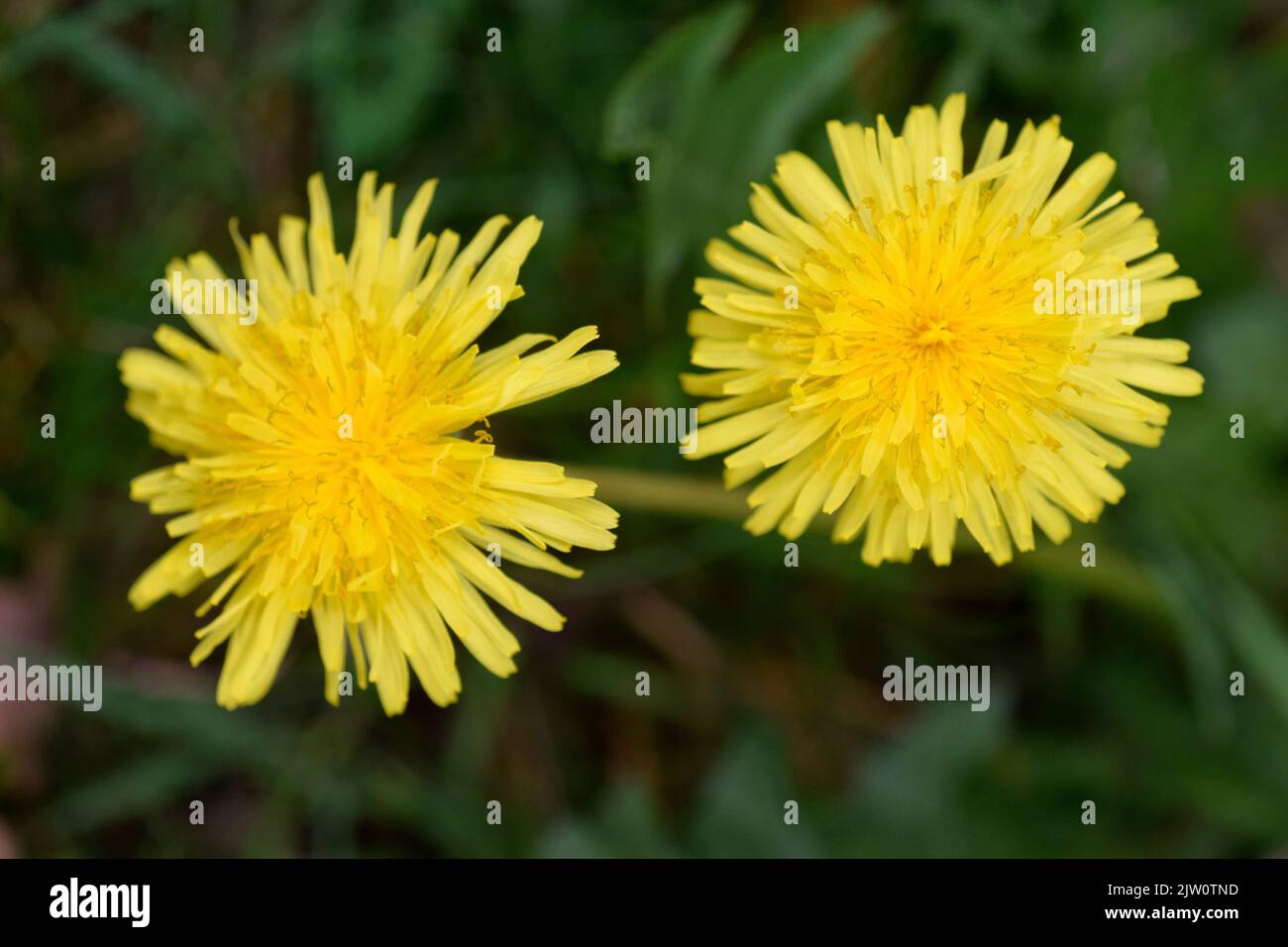 Zwei Deladerblüten Stockfoto