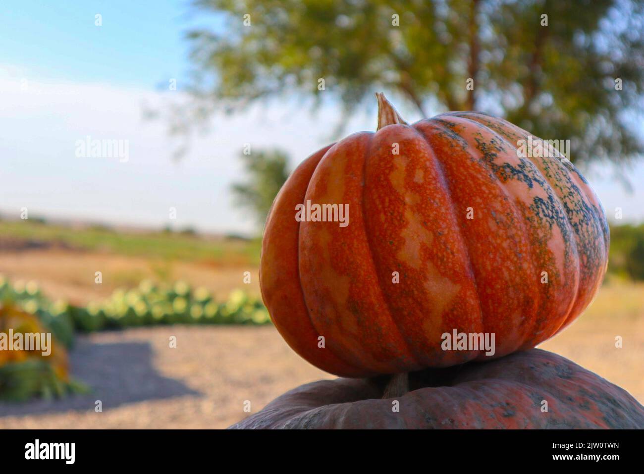 Kürbisse auf der Theke. Gemüsefest. Der Markt im Herbst Stockfoto