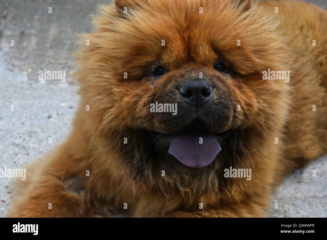 Porträt einer Chow Chow Stockfoto