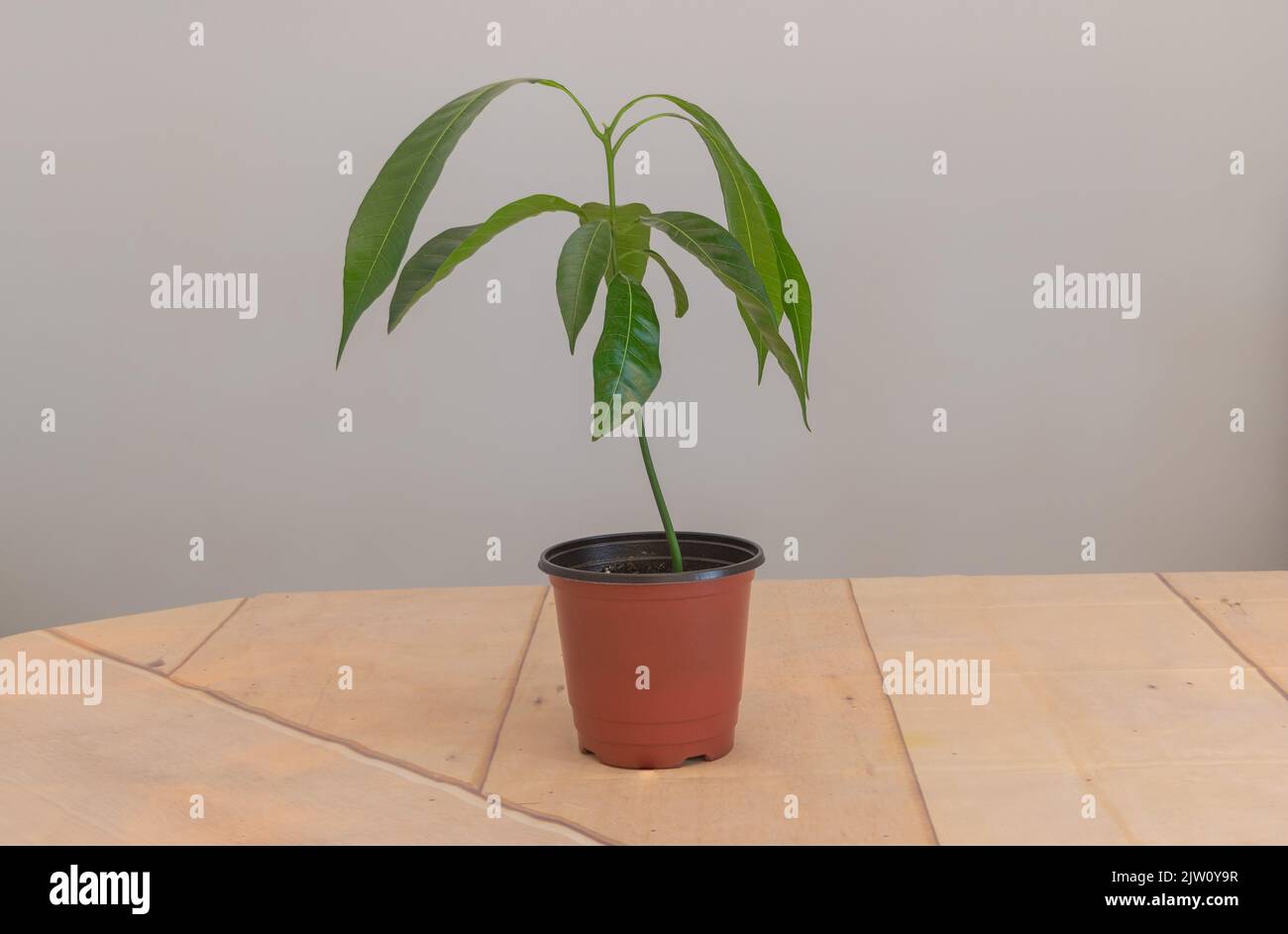 Ein schöner Mangobaum, der im Inneren wächst - Konzept für den Anbau von Mangos zu Hause Stockfoto