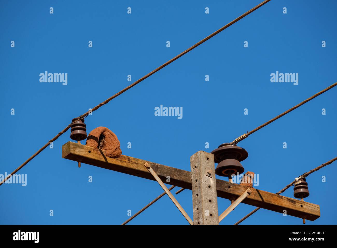 Vogelnest aus Lehm auf dem Strompol. Stockfoto