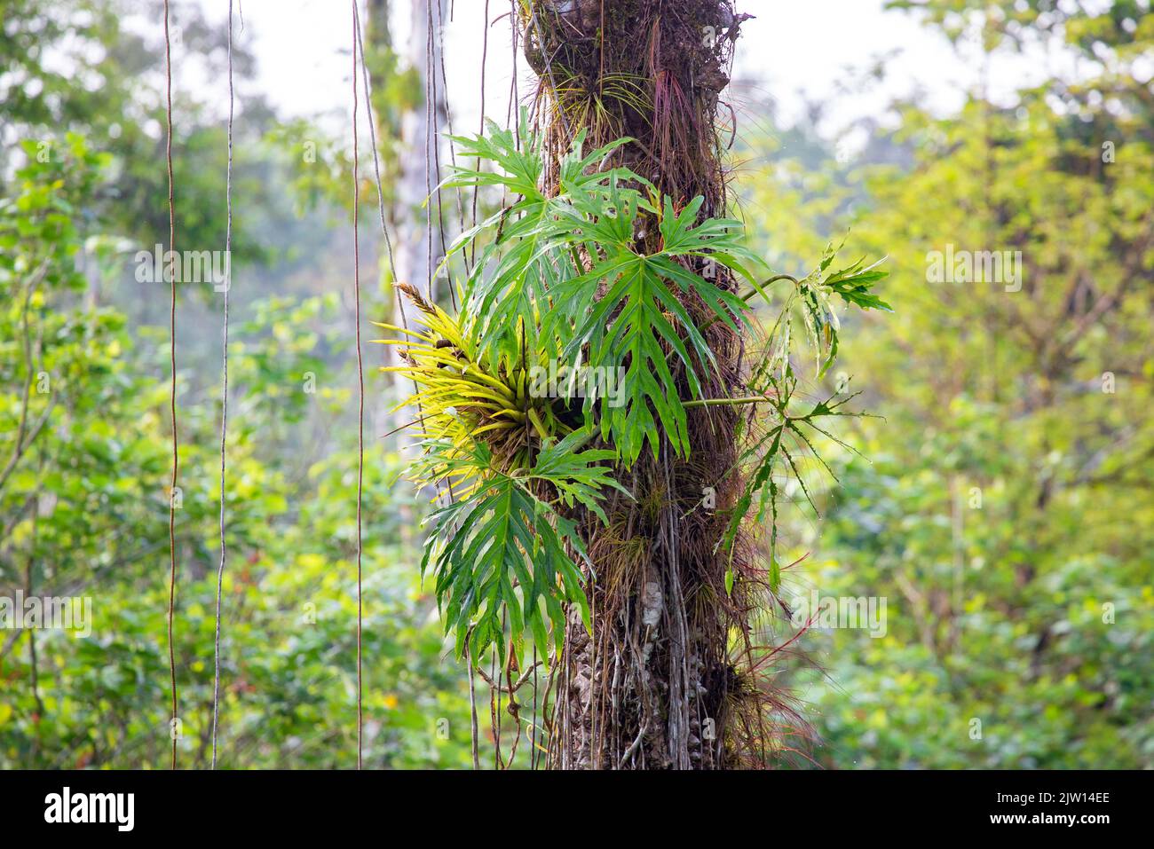 Eine kriechende Pflanze Monstera Deliciosa auf einem Baum im Dschungel von Costa Rica Stockfoto