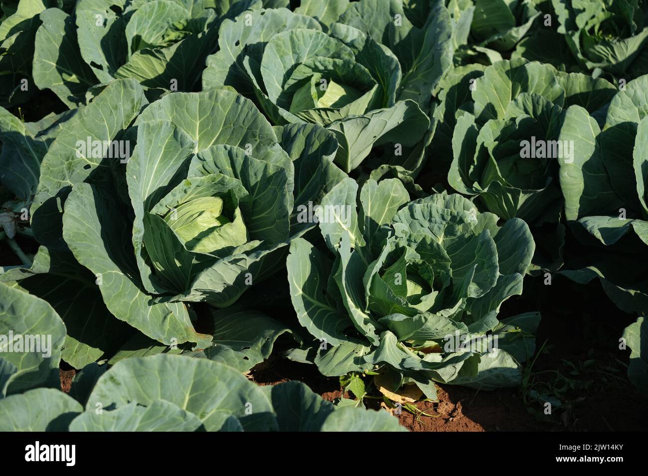 Blumenkohlplantage an sonnigen Tagen. Stockfoto