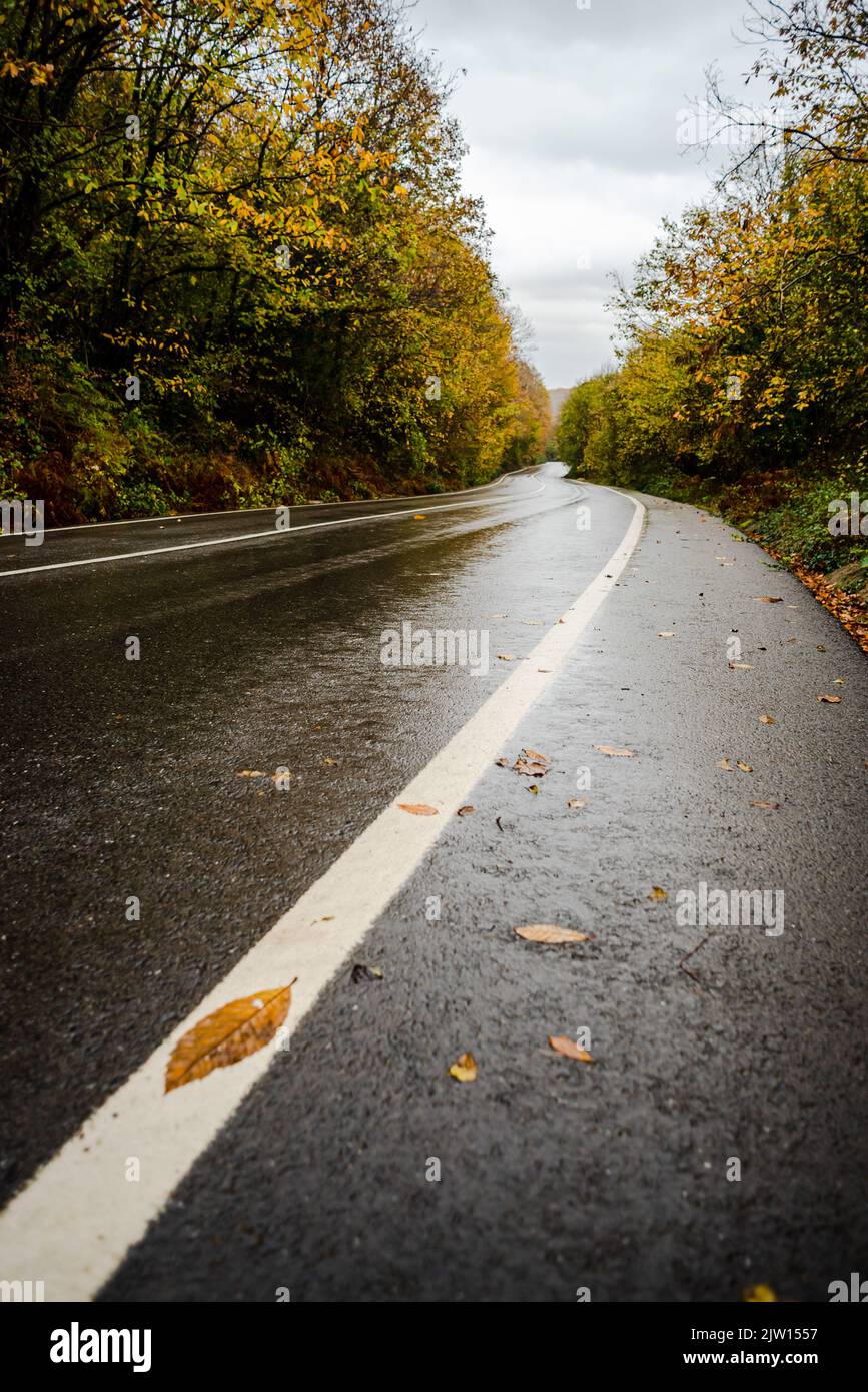 Asphaltstraße Herbstwald mit gefallenen Blättern, selektiver Fokus Stockfoto