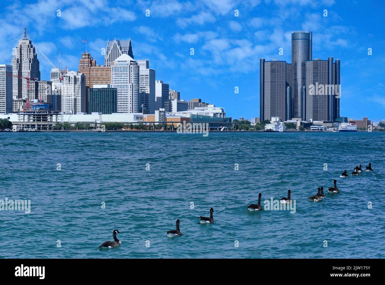 Wilde Gänse schwimmen auf dem Detroit River mit der Skyline der Stadt im Hintergrund Stockfoto