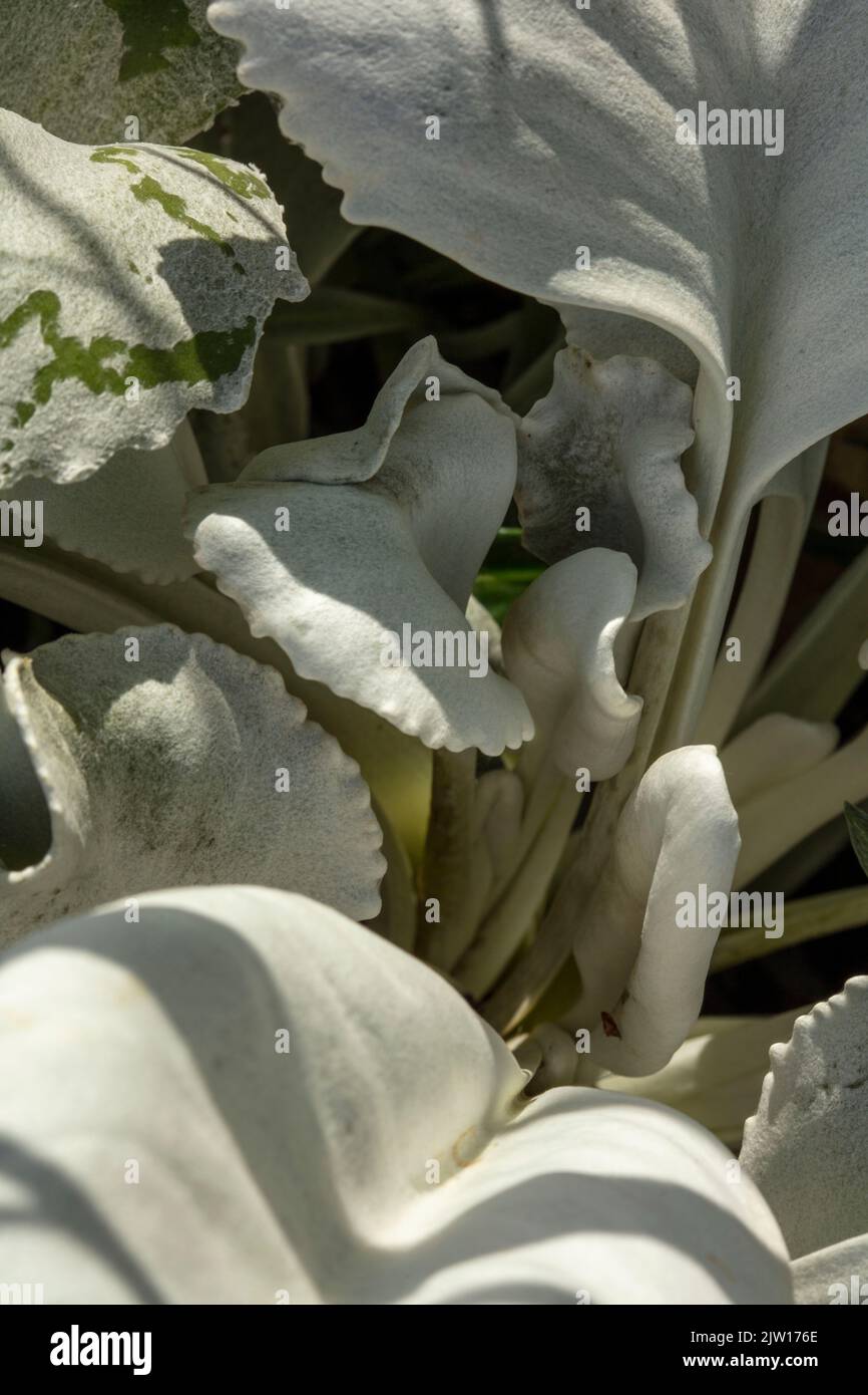 Nahaufnahme Senecio candidans Angel Wings, Senecio candidans ‘Senaw’PBR, Senecio candicans Angel Wings, strahlend-weißes Ragwort ‘Angel Wings’, Muster Stockfoto