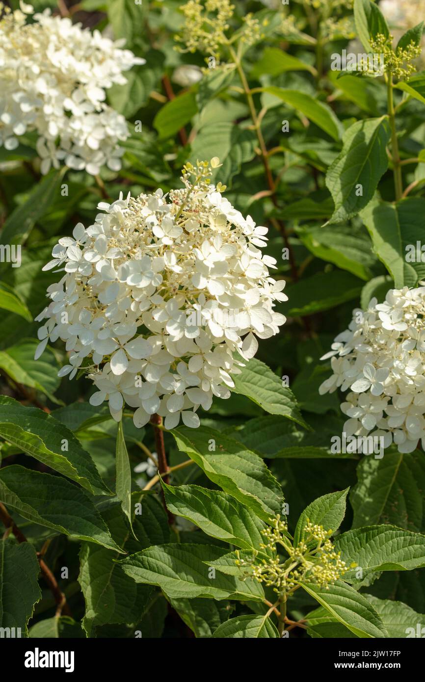 Hortensia Paniculata ‘Phantom', natürliches Nahaufnahme Pflanzen- / Blumenportrait Stockfoto