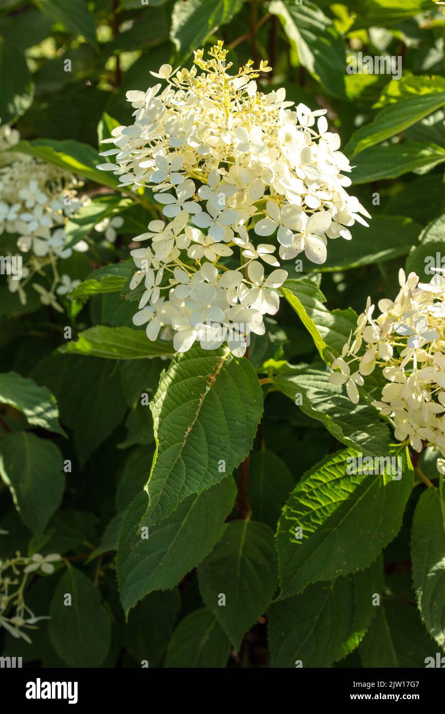 Hortensia Paniculata ‘Phantom', natürliches Nahaufnahme Pflanzen- / Blumenportrait Stockfoto