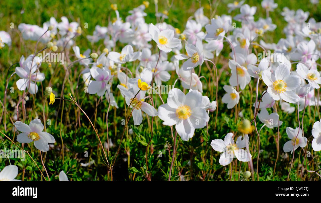 Nahaufnahme eines krautigen Anemonwaldes, der sich an einem klaren, sonnigen Sommertag im Wind bewegt Stockfoto