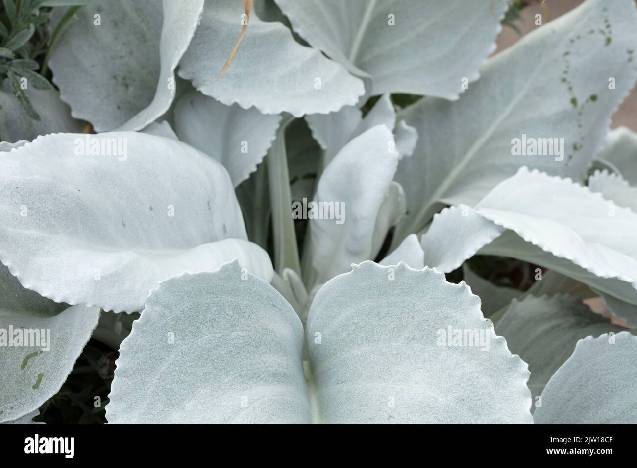 Beruhigende Senecio Candidans Angel Wings, Senecio Candidans ‘Senaw’PBR, Senecio Candicans Angel Wings, Strukturen und Muster Stockfoto