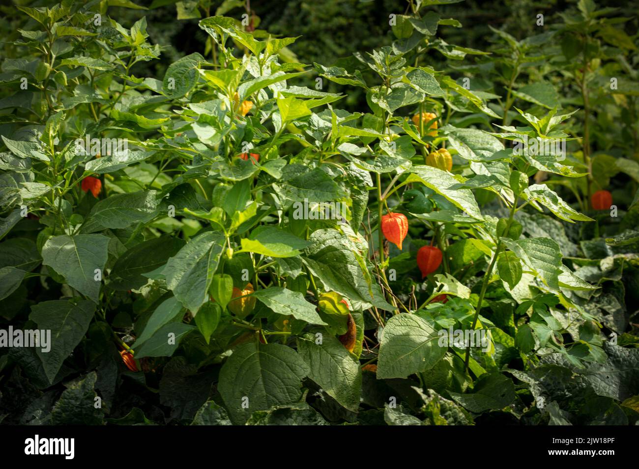 Nahaufnahme eines natürlichen Pflanzenportraits von Physalis alkekengi var. franchetii, Physalis franchetii, chinesischer Laterne. Stockfoto