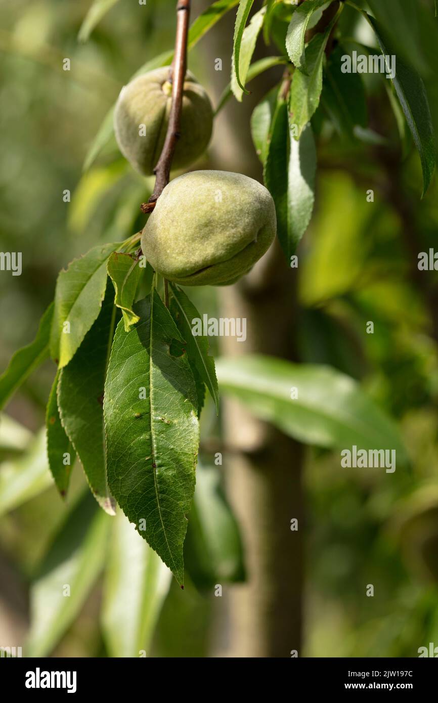 Prunus × persicoides ‘Ingrid’, Hybridmandel ‘Ingrid’, Prunus dulcis ‘Ingrid’, Prunus × amygdalopersica ‘Ingrid', Nahaufnahme des Pflanzenportraits Stockfoto