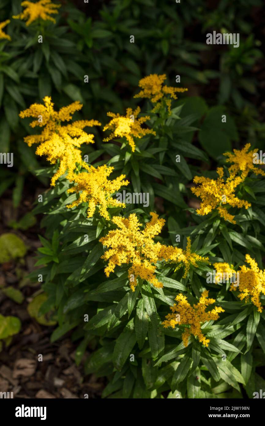 Die blühende Brunnera macrophylla ‘Diane’s, der sibirische Glanz „Diane's Gold“, die Brunnera macrophylla ‘Sldg“ blüht in einer hautnahen, natürlichen Umgebung Stockfoto
