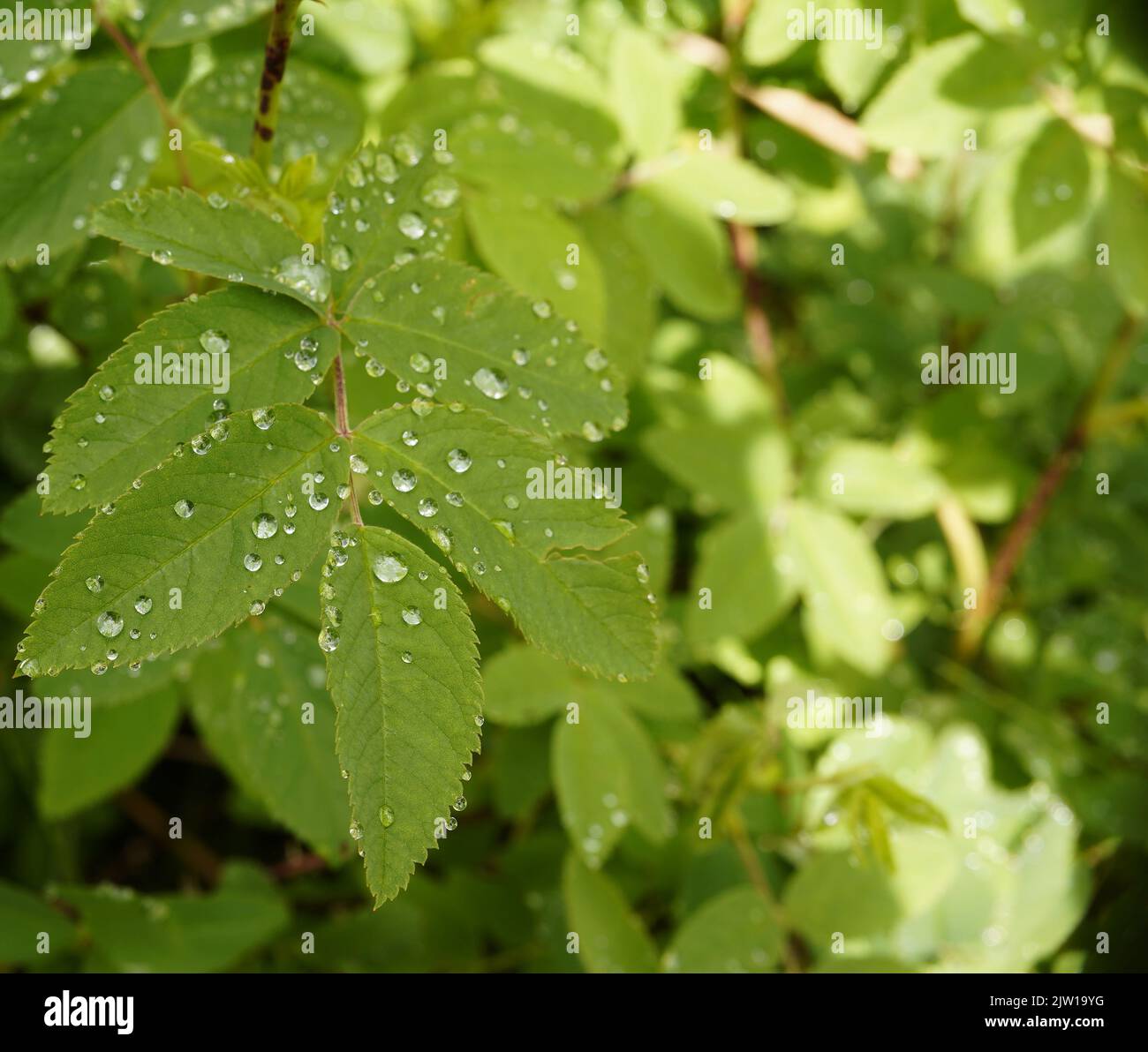 Regentropfen auf den Blättern der Wilden Rose nach Frühlingsregen Stockfoto