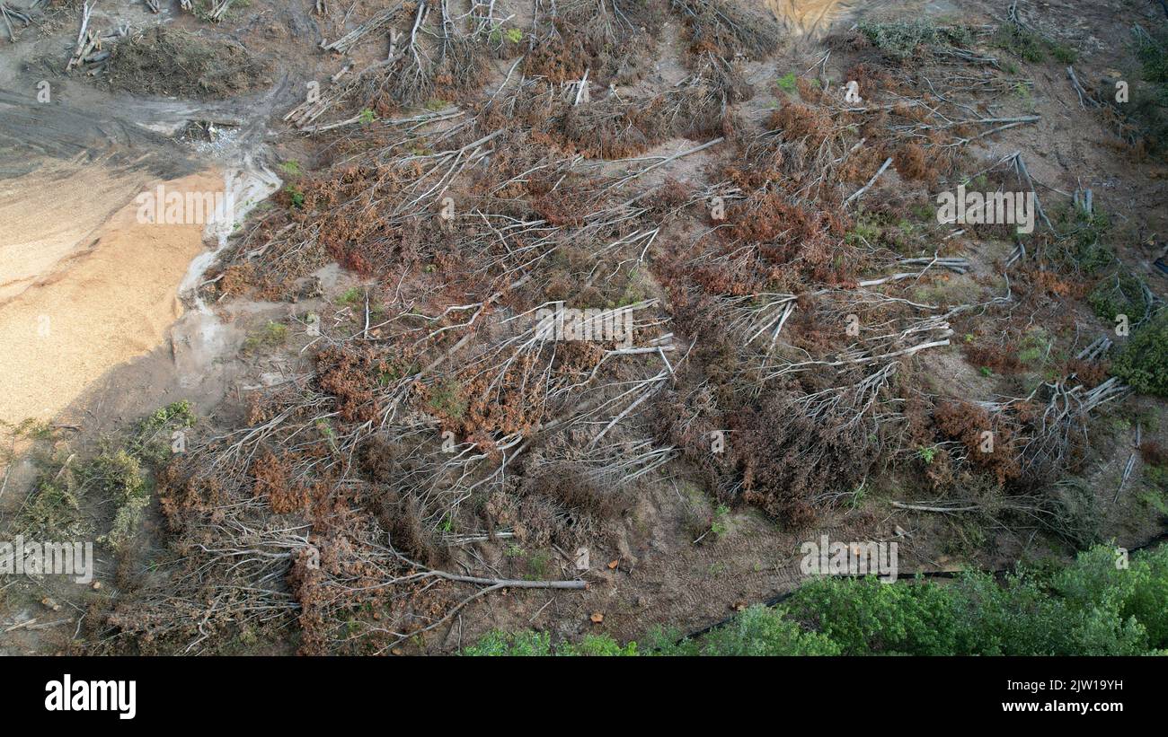 Baustelle mit einem Haufen abgehauen Bäumen Stockfoto